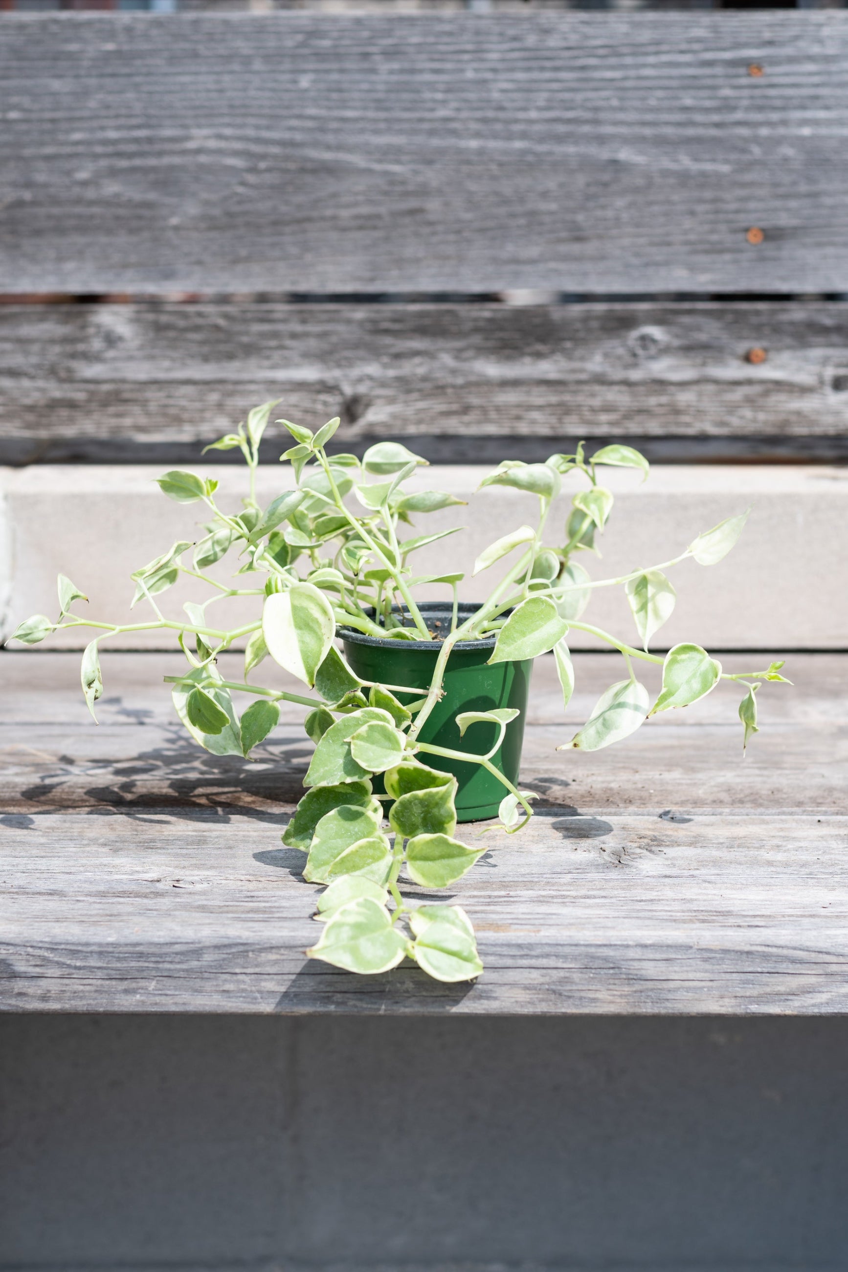 Peperomia scandens 'Variegata' in grow pot trailing over grey wood background ©Sprout Home