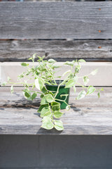 Peperomia scandens 'Variegata' in grow pot trailing over grey wood background
