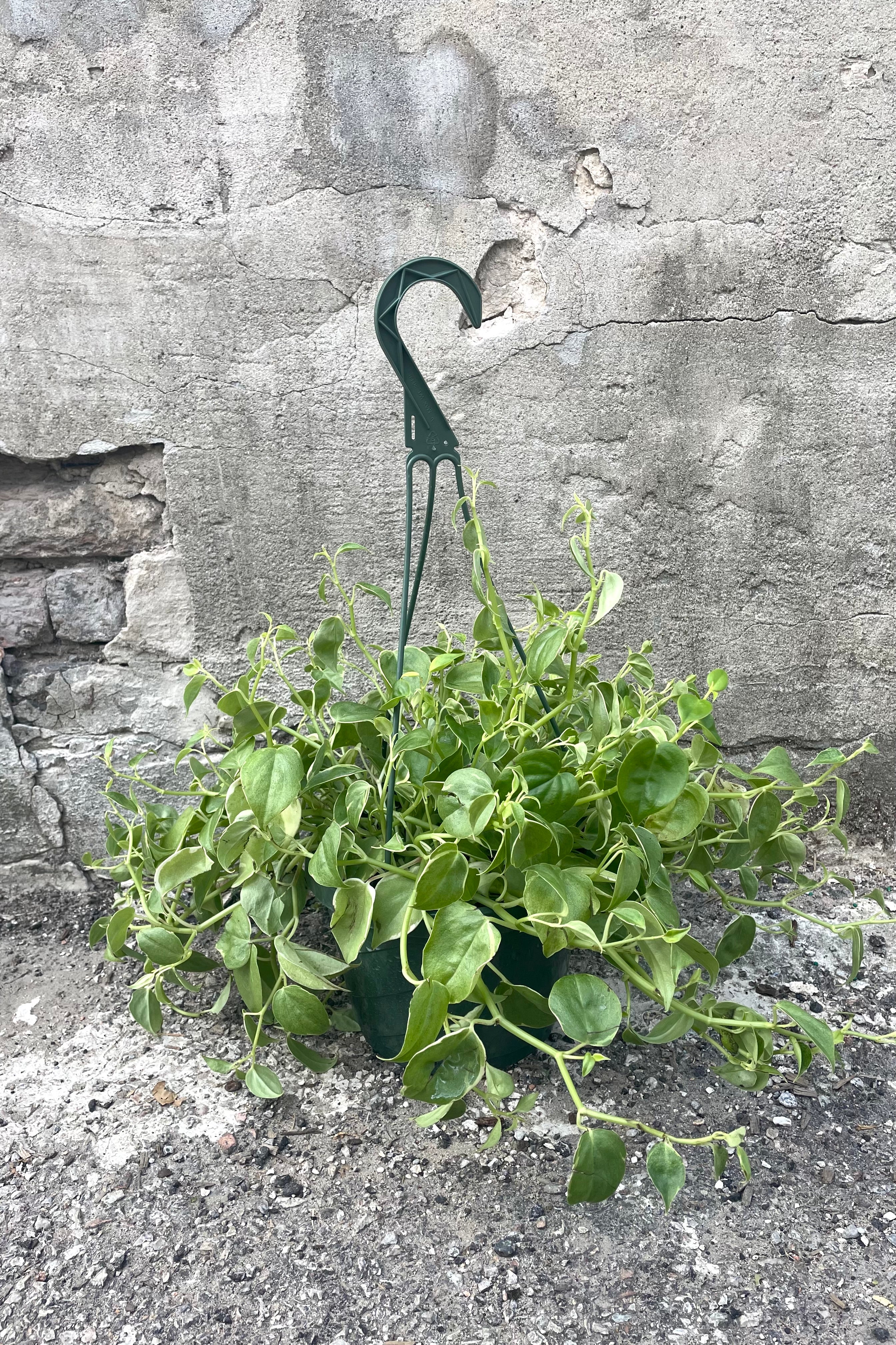 A full-body view of the 8" Peperomia scandens 'Variegata' against a concrete backdrop