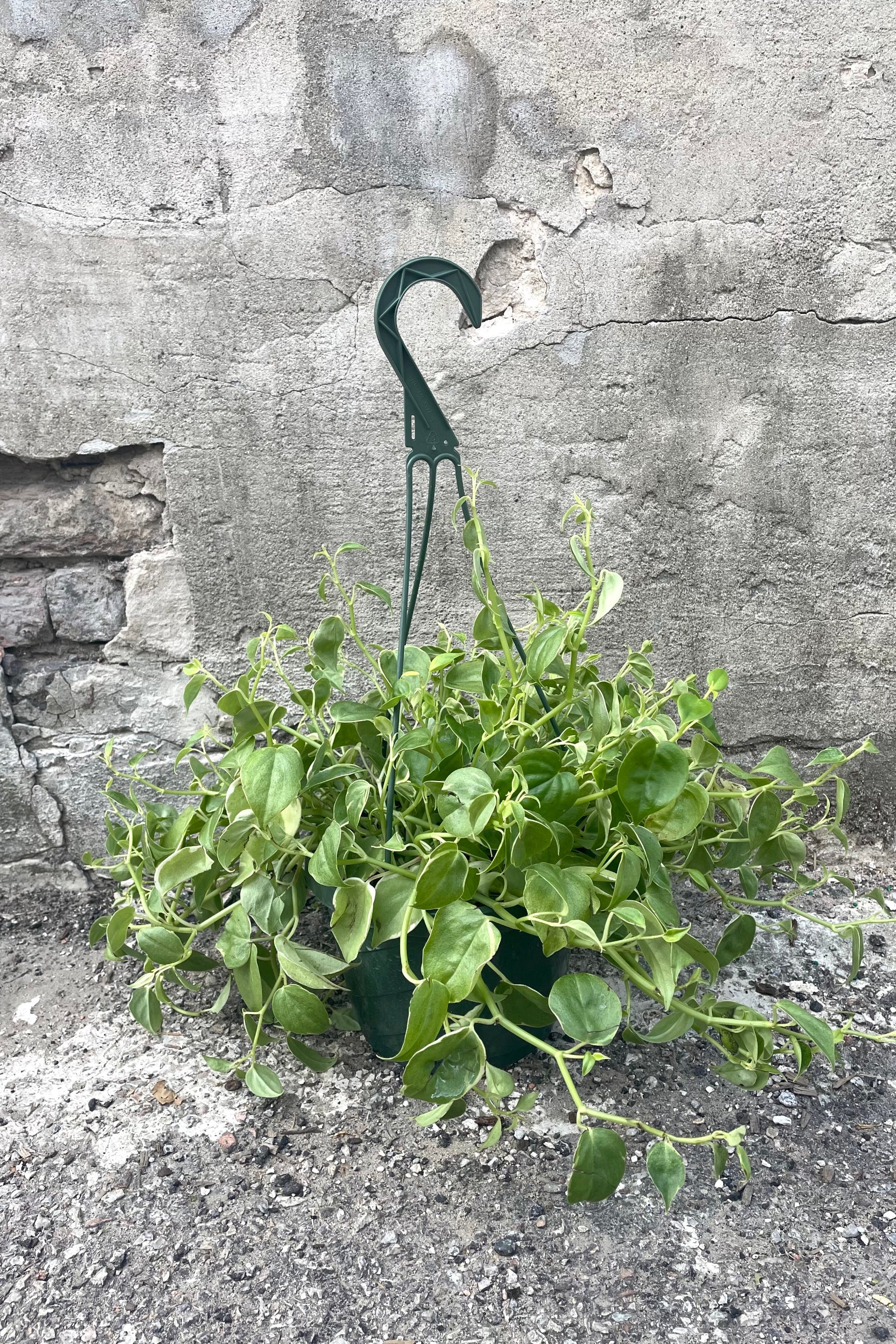 A full-body view of the 8" Peperomia scandens 'Variegata' against a concrete backdrop ©Sprout Home