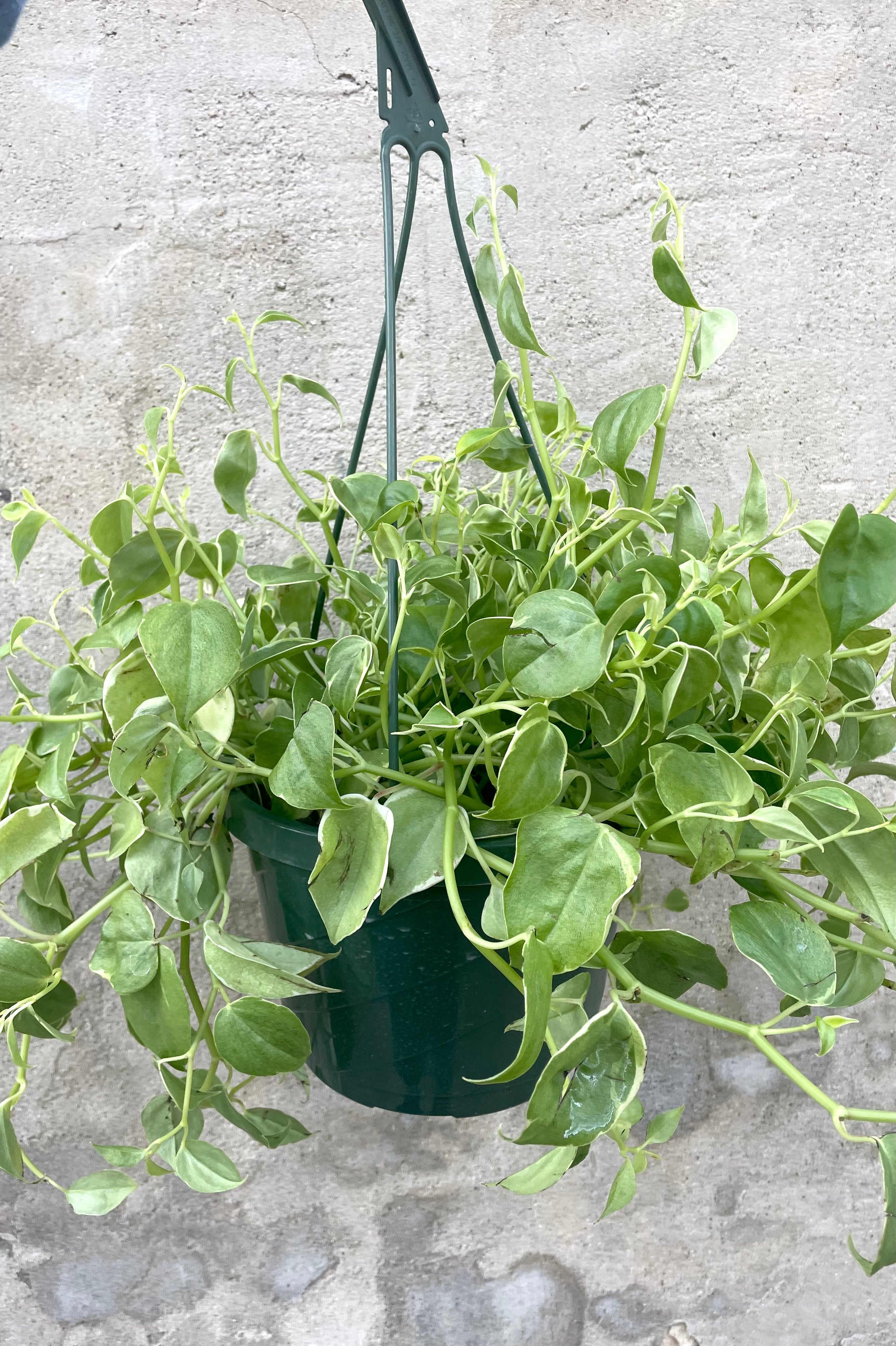 A full-body view of the 8" Peperomia scandens 'Variegata' in hanging form against a concrete backdrop