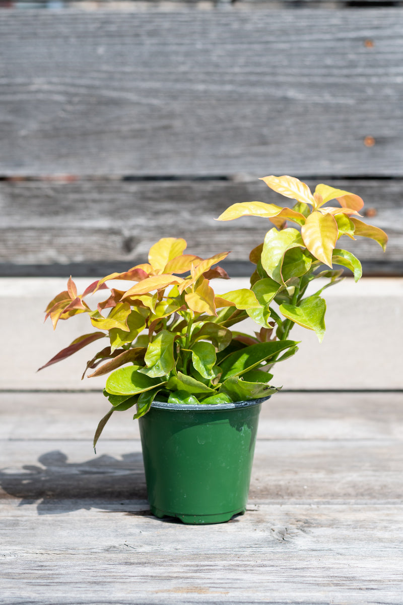 Pereskia aculeata in small grow pot in front of grey wood background