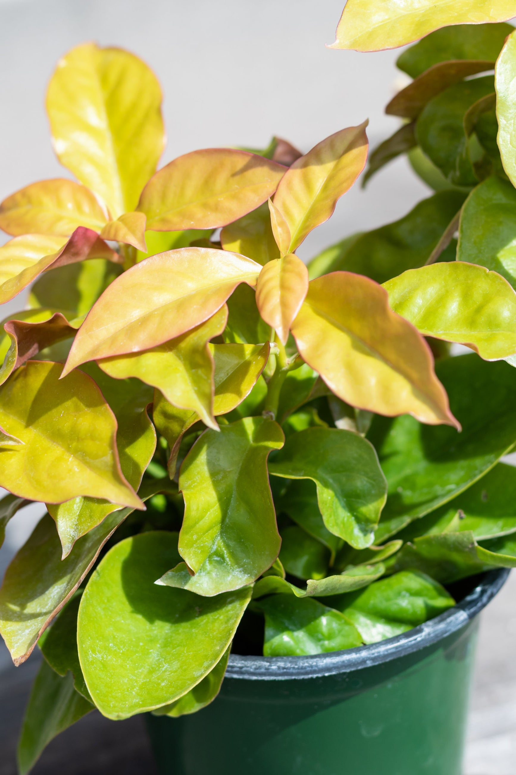 Close up of Pereskia aculeata foliage ©Sprout Home