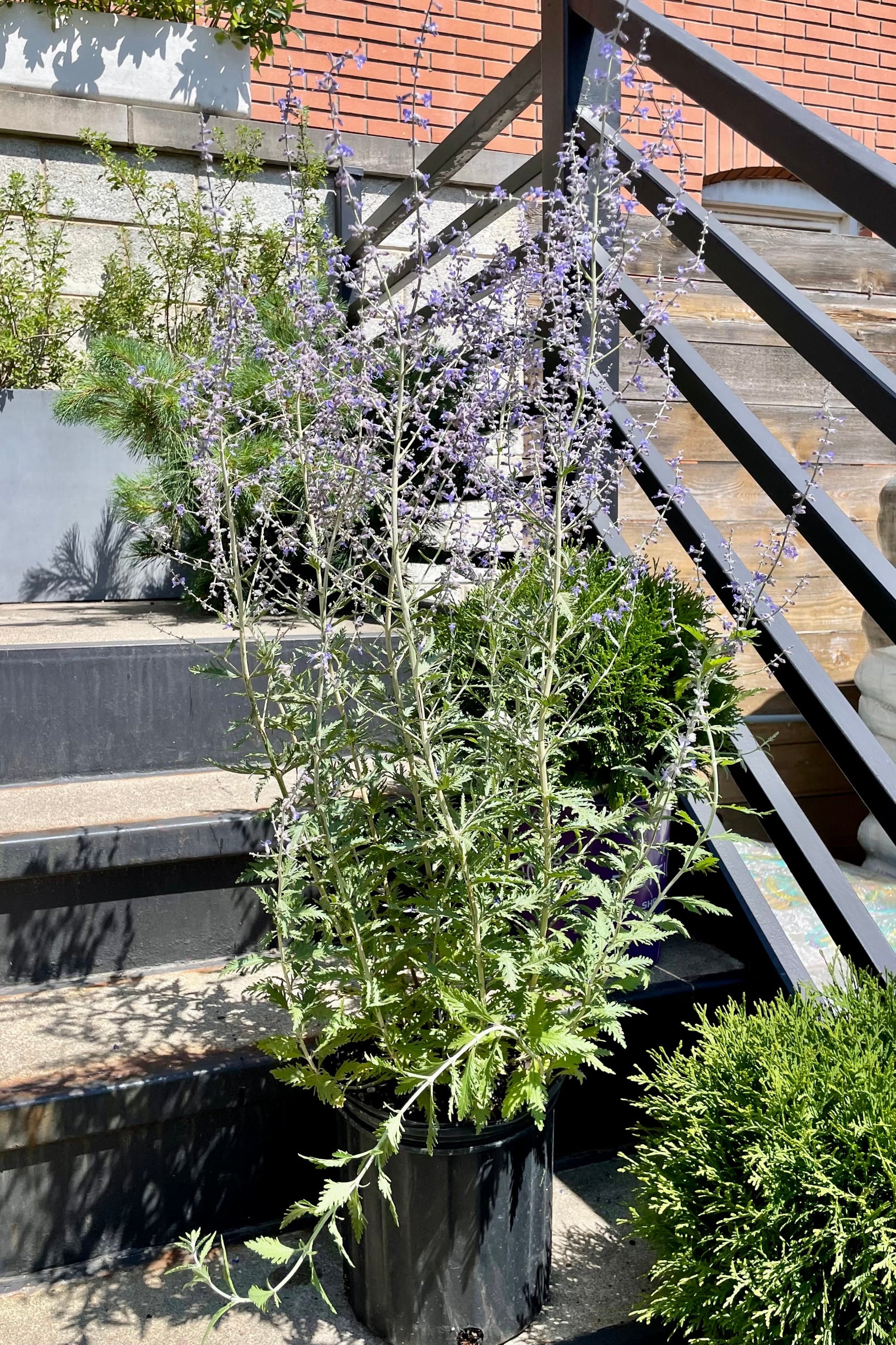 Perovskia atriplicifolia "Russian Sage" in a #3 pot size sitting on the steps at Sprout Home mid July showing the purple flower spikes above the silve foliage. ©Sprout Home