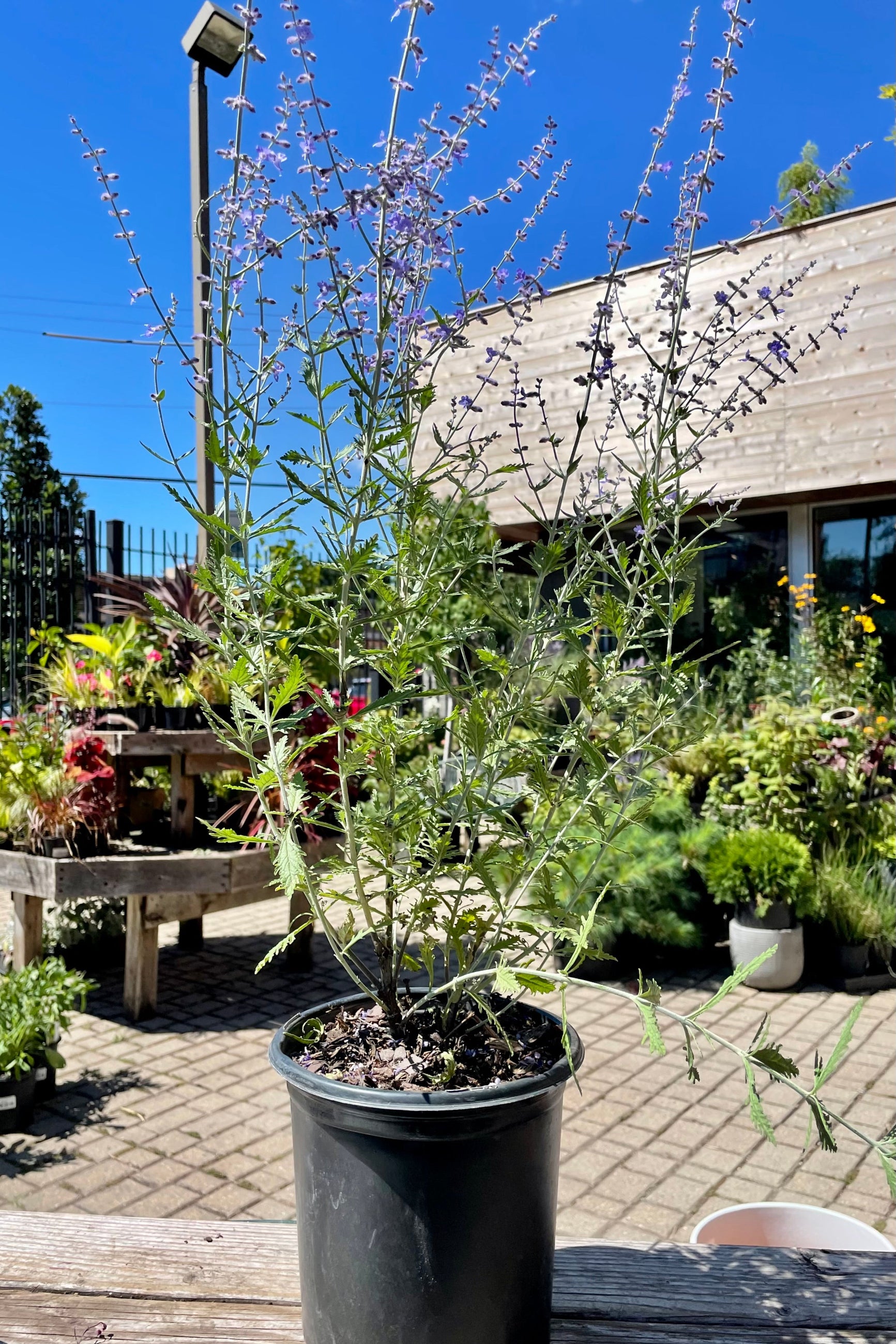 #1 pot size of Perovskia 'Filigran' in bloom showing the purple flowers in the Sprout Home yard mid August ©Sprout Home