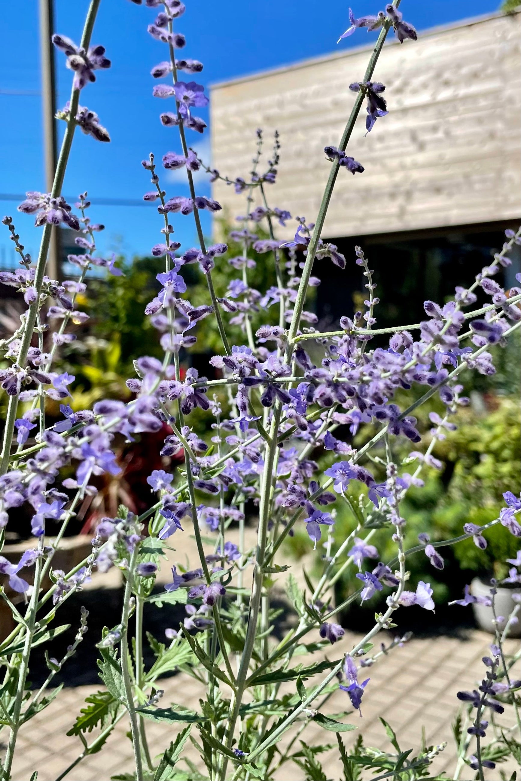 "Filigran' Russian Sage in bloom mid August with purple flowers against the Sprout Home building and blue sky ©Sprout Home