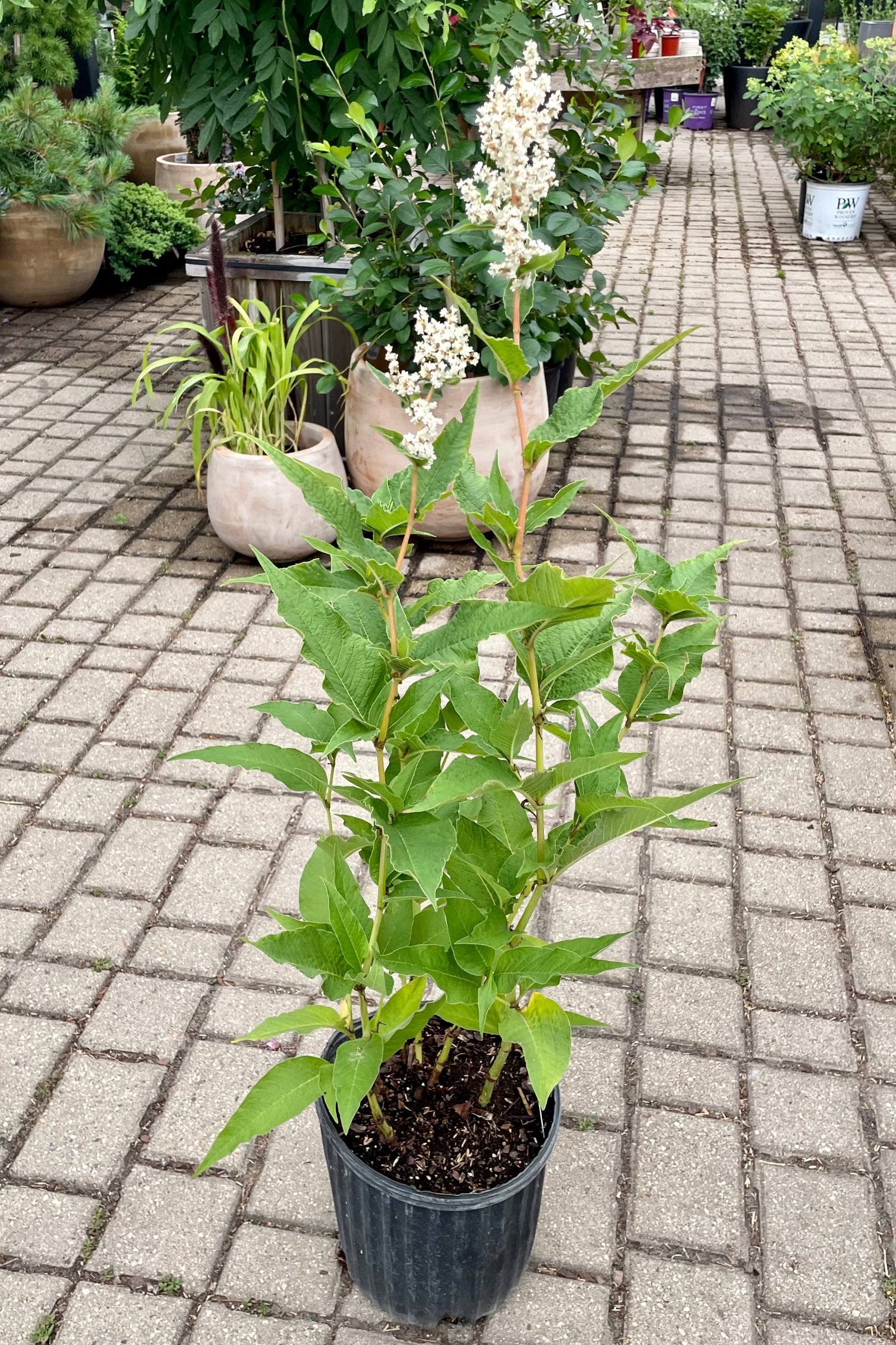 #2 pot size of the Persicaria polymorpha in full bloom showing the white flowers above green foliage the beginning of July at Sprout Home. ©Sprout Home