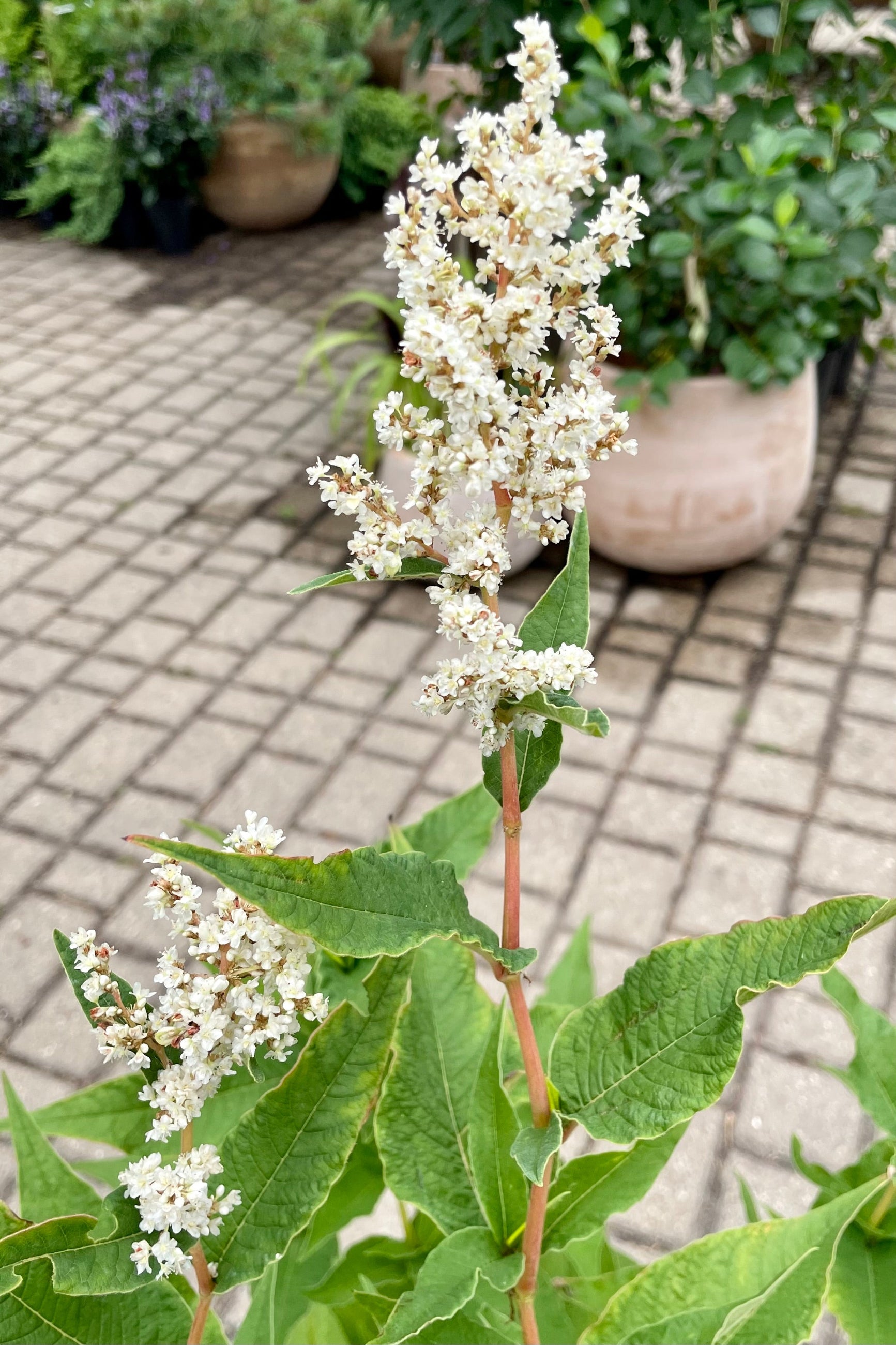 Detail picture of the white bloom of the Persicaria polymorpha the beginning of July at Sprout Home. ©Sprout Home