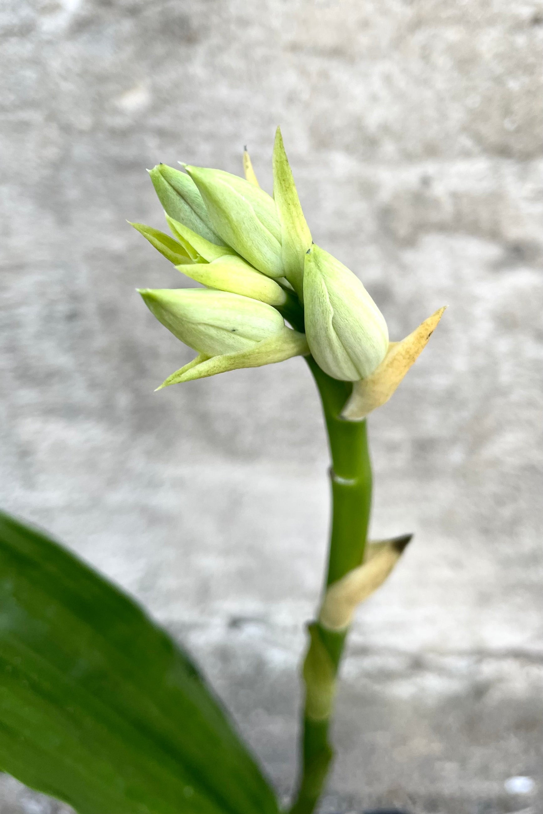 A detailed view of Phaius Orchid 4" against concrete backdrop ©Sprout Home