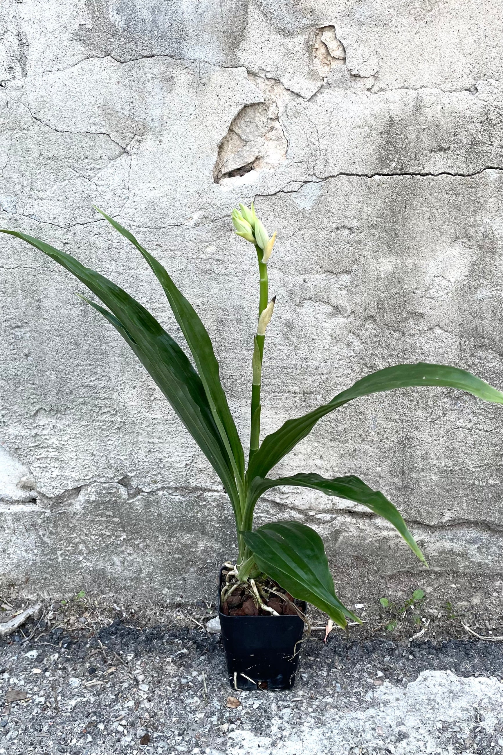 A full view of Phaius Orchid 4" in grow pot against concrete backdrop ©Sprout Home