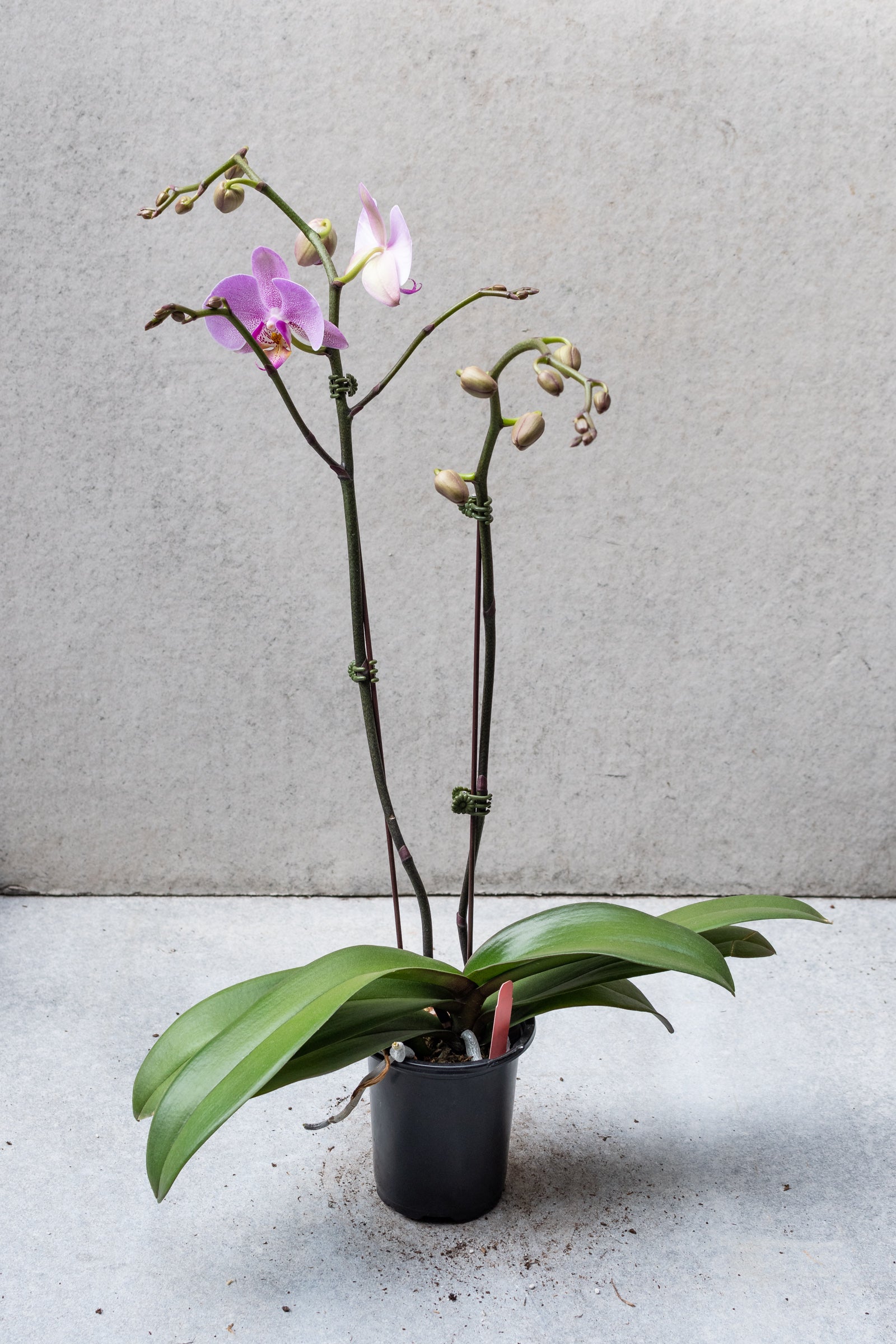 Phalaenopsis Orchid in a 4 inch container with a purple and white bloom.