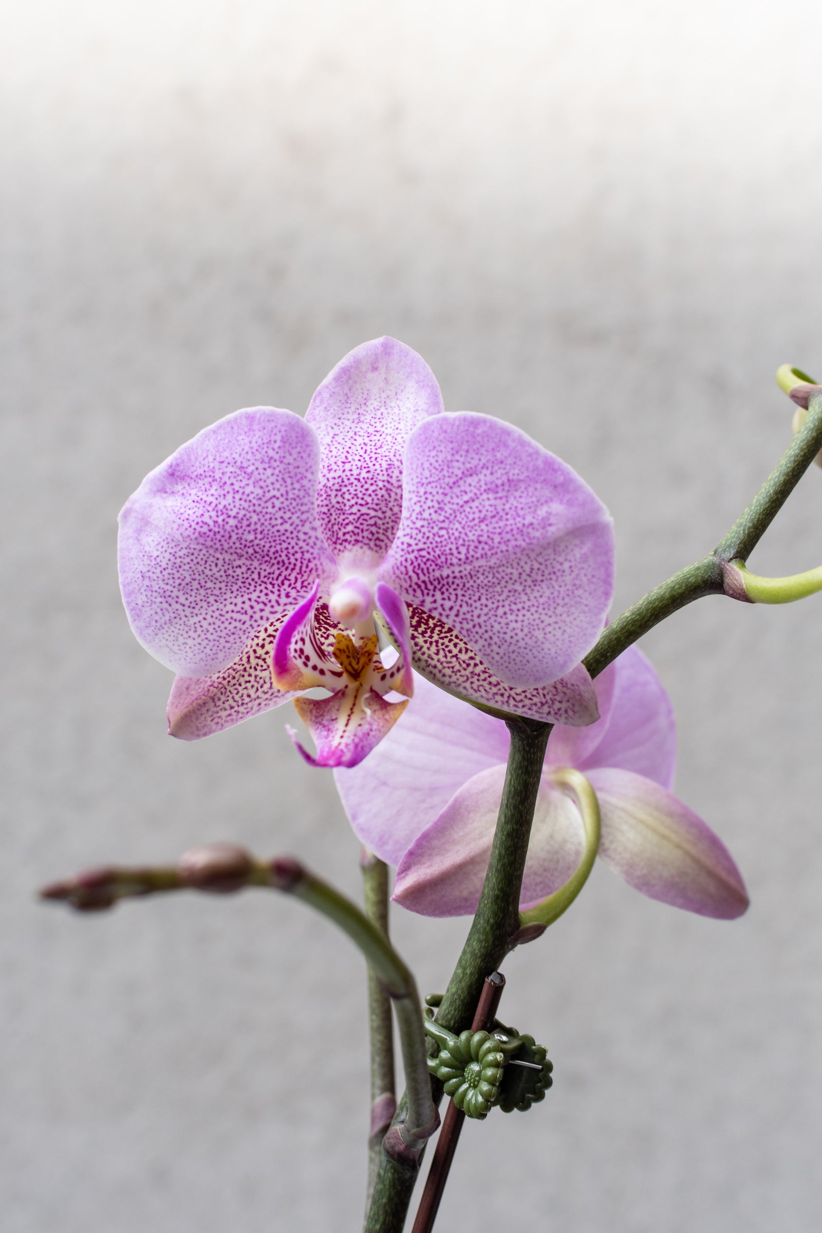 Picture of a light purple Phalaenopsis orchid up close and in bloom.