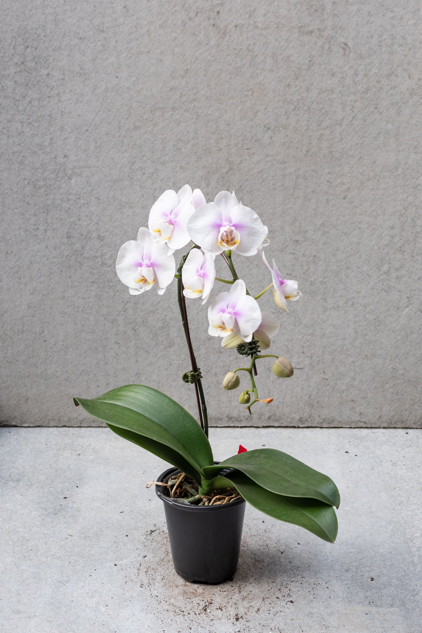 White with a little of purple and yellow center Phalaenopsis orchid in bloom. ©Sprout Home