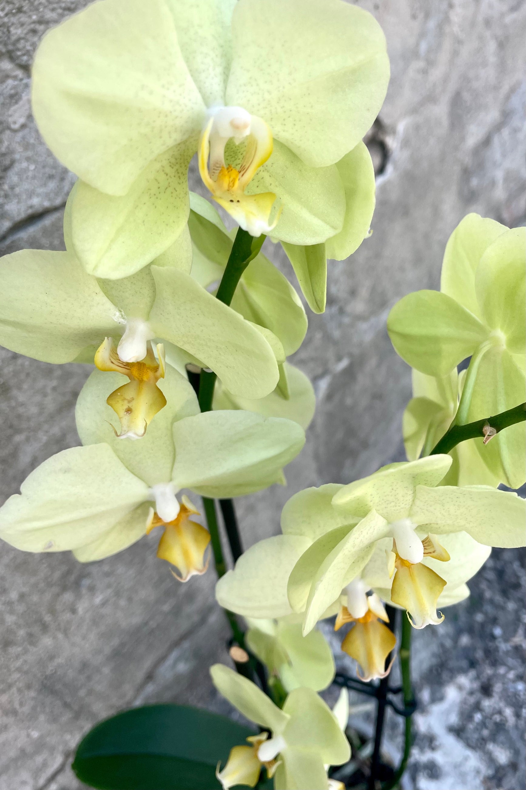 A detailed view of the 5" Phalaenopsis Orchid's yellow flowers against a concrete backdrop ©Sprout Home