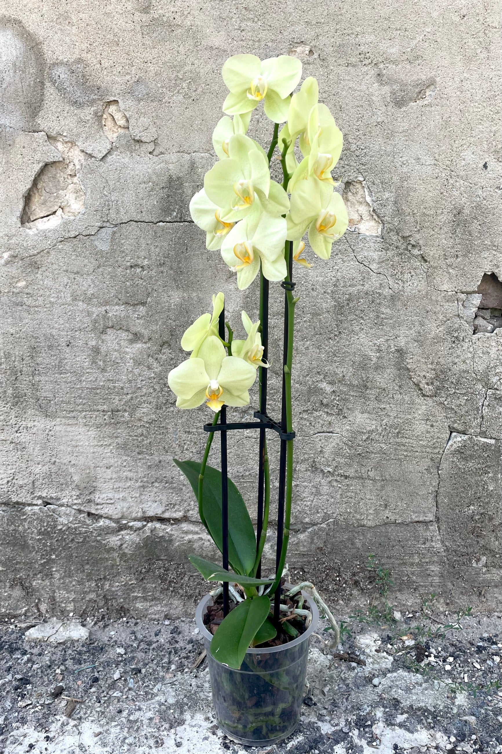 A full-body view of the 5" Phalaenopsis Orchid featuring yellow flowers and dark green leaves against a concrete backdrop ©Sprout Home