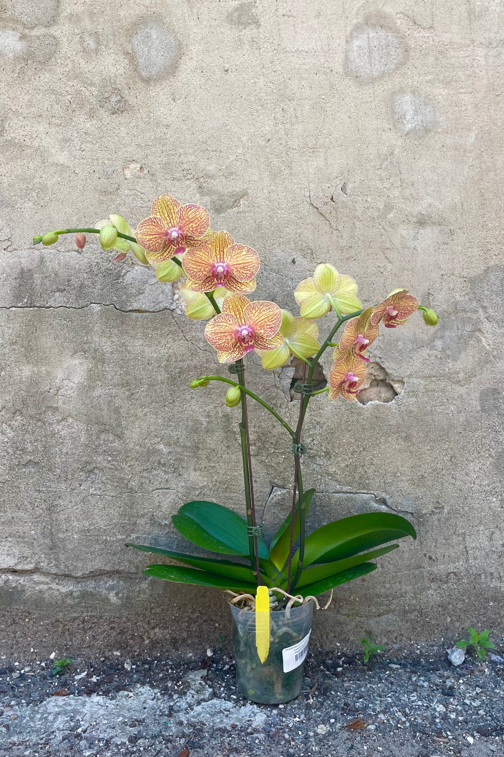 moth orchid blooming with a orange yellow striated flower ©Sprout Home