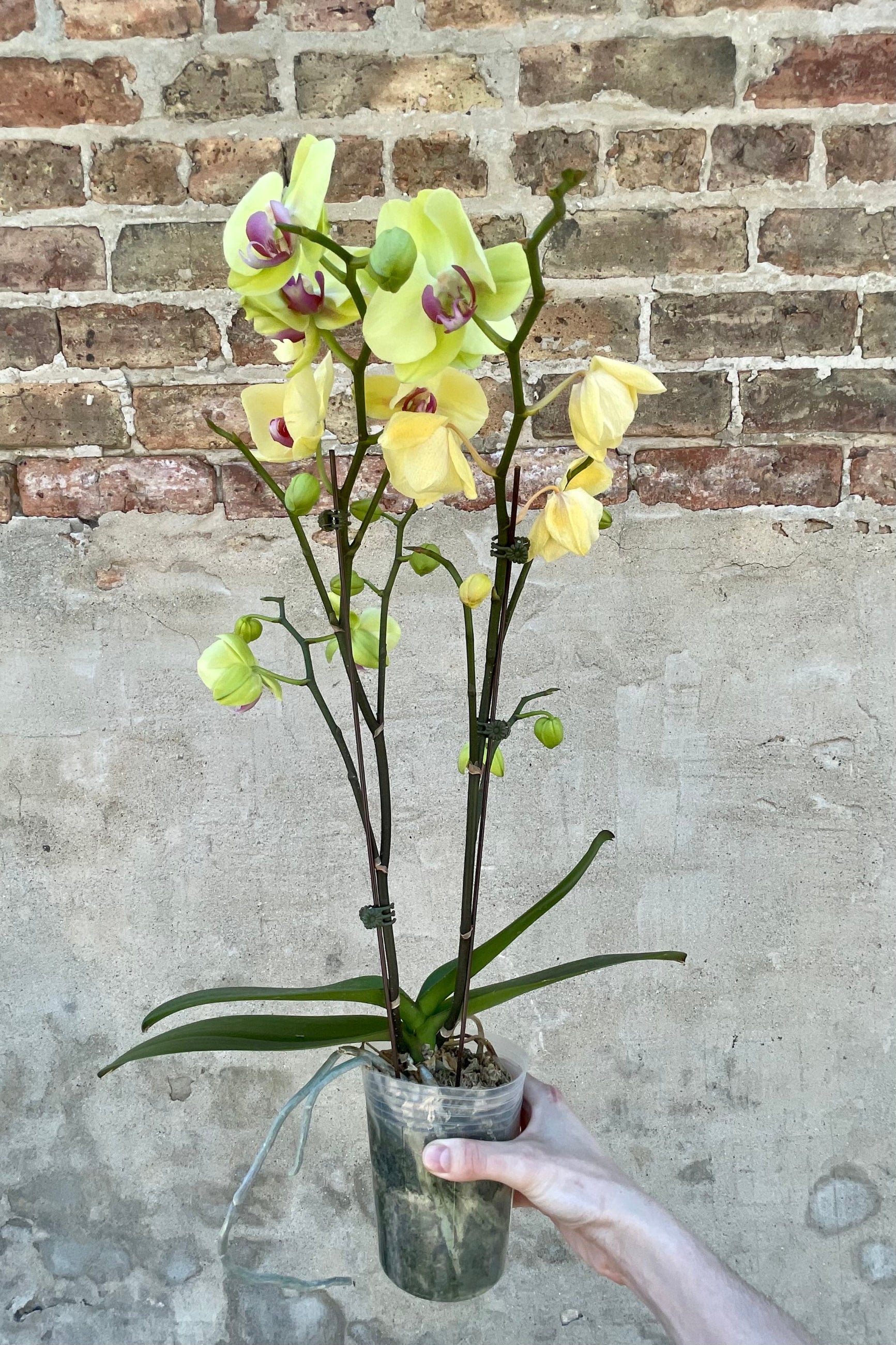 Phalaenopsis orchid n a 5" growers pot in front of a brick wall blooming with yellow petals ©Sprout Home