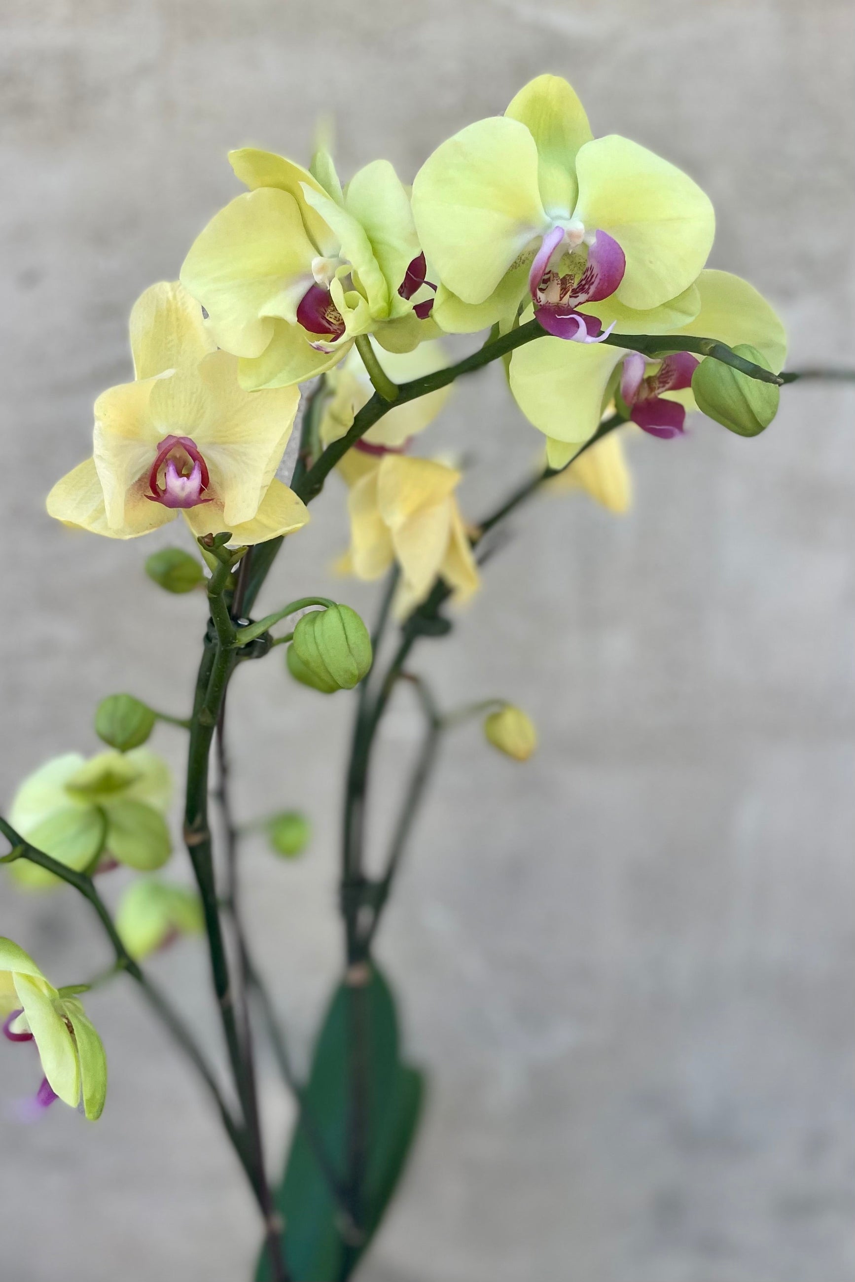 Phal orchid blooming light yellow with a burgundy throat ©Sprout Home