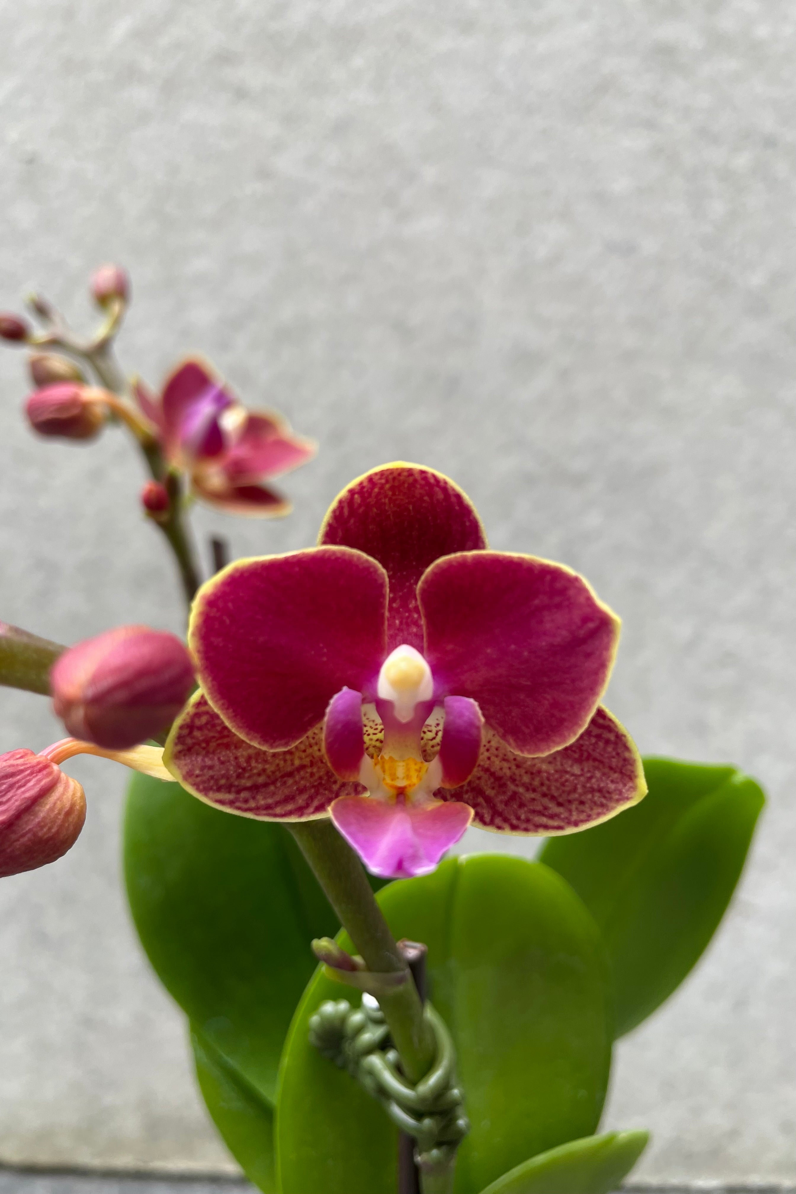 Burgundy Phalaenopsis orchid close up showing its yellow tips.