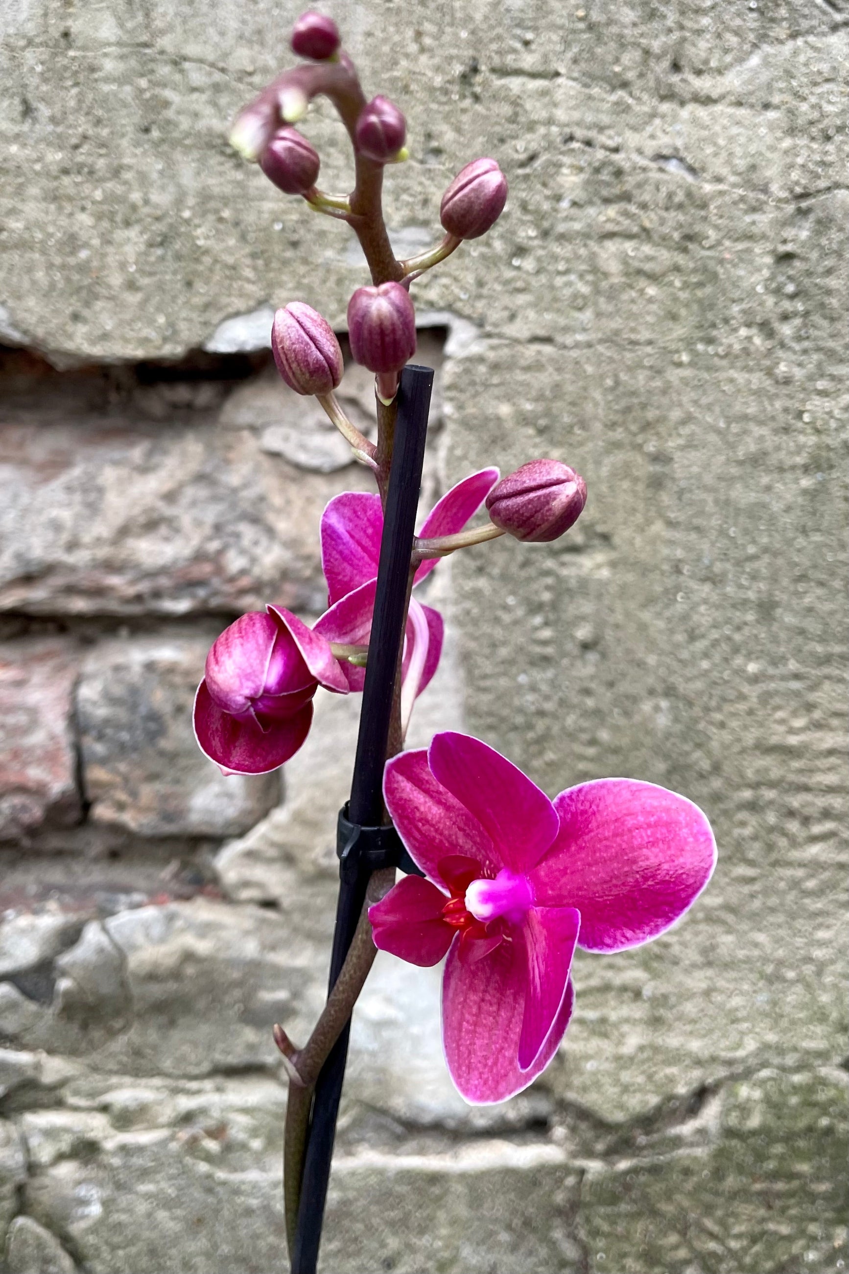 Phalaenopsis in a fuchsia pink flower bloom. ©Sprout Home