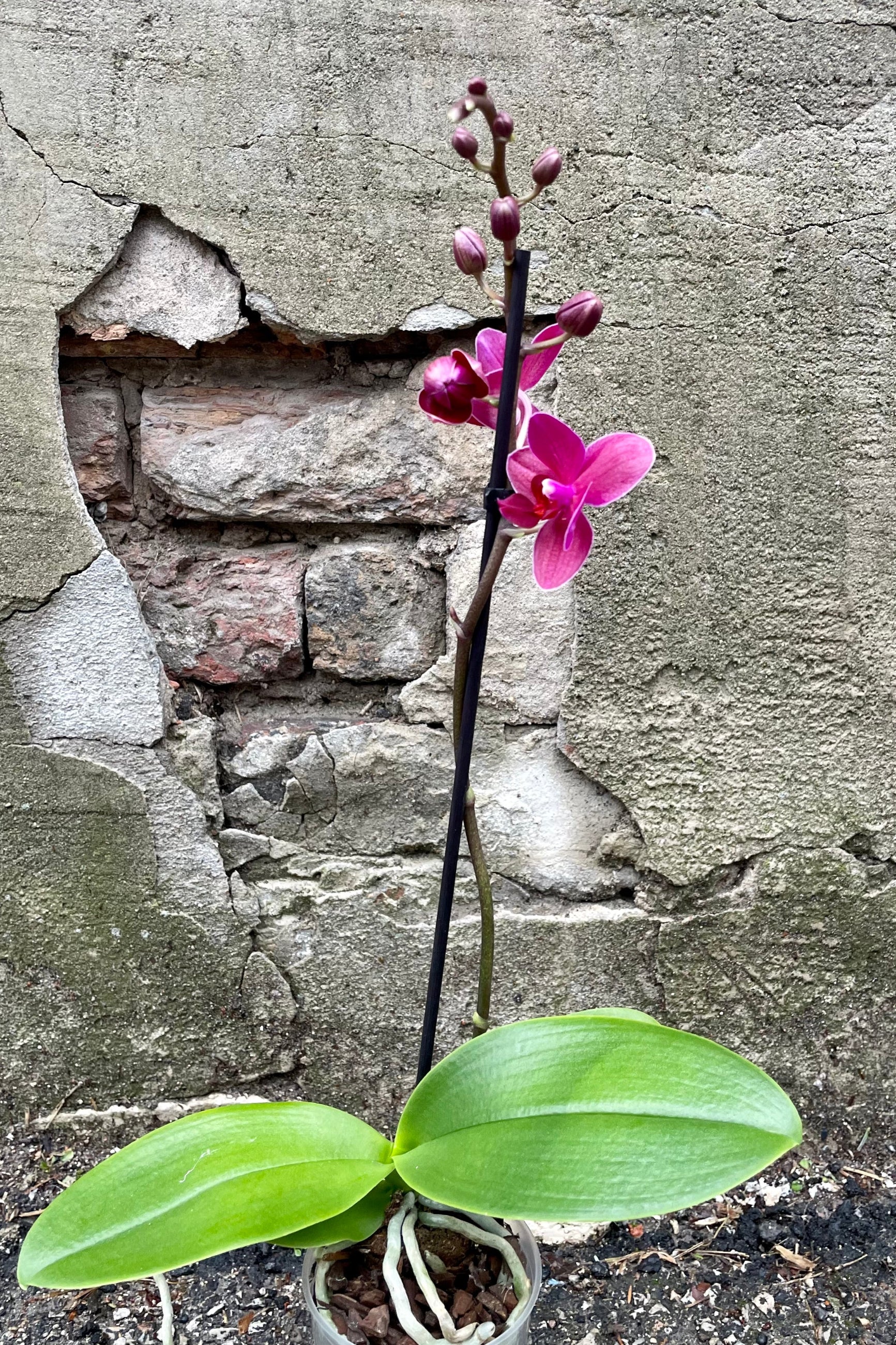 Phalaenopsis in a 3.5" growers pot with a fuchsia flower ©Sprout Home