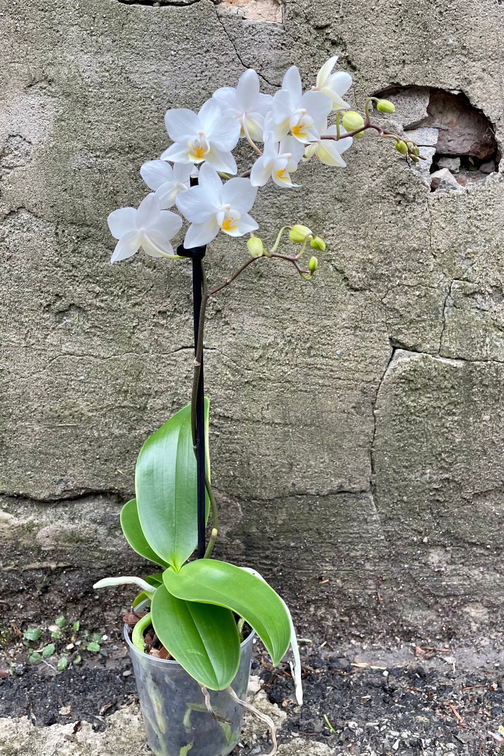 Phalaenopsis in a 3.5" growers pot with a white bloom. ©Sprout Home