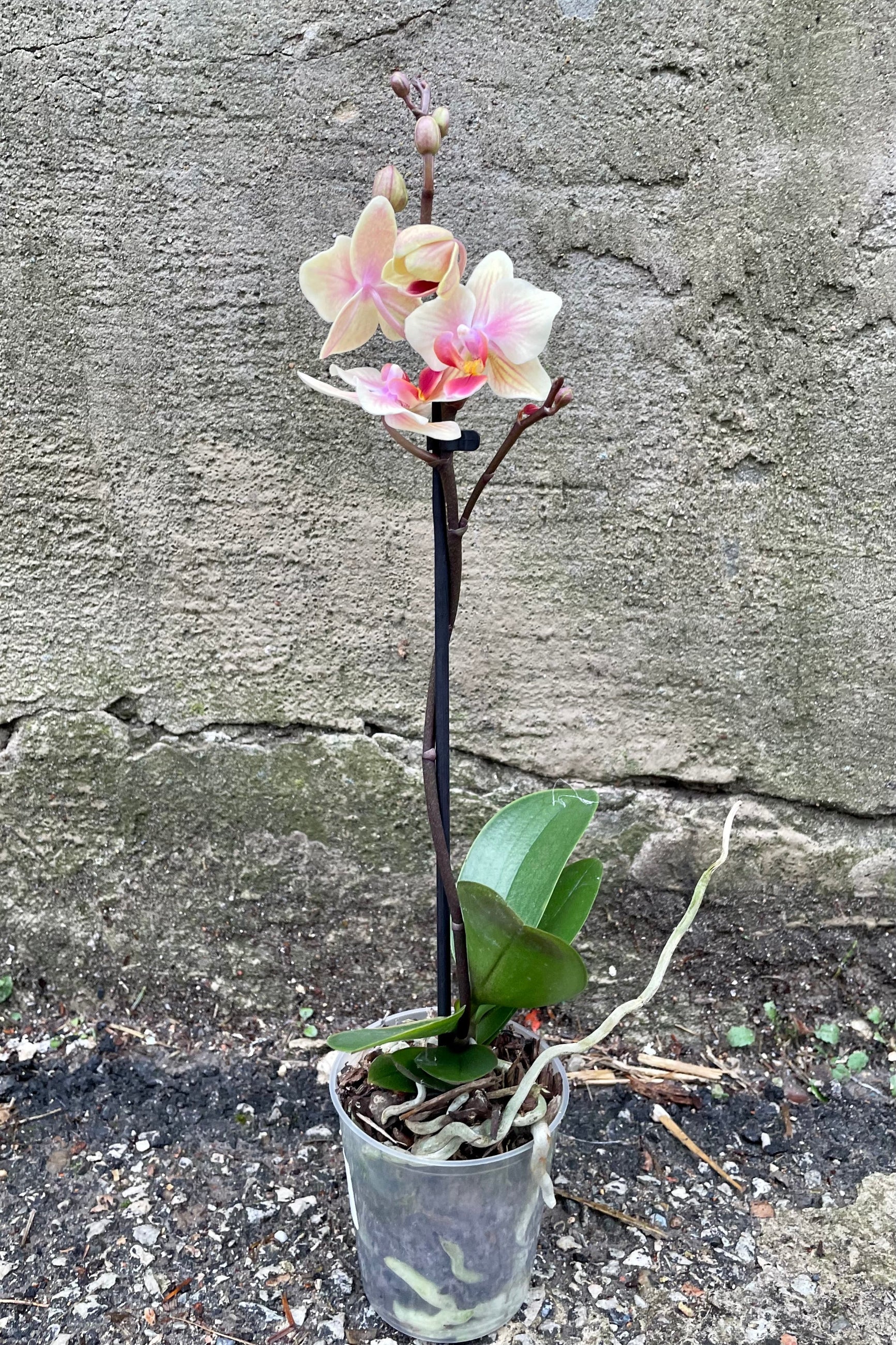 Phalaenopsis in a 3.5" growers pot with white and pink petals ©Sprout Home