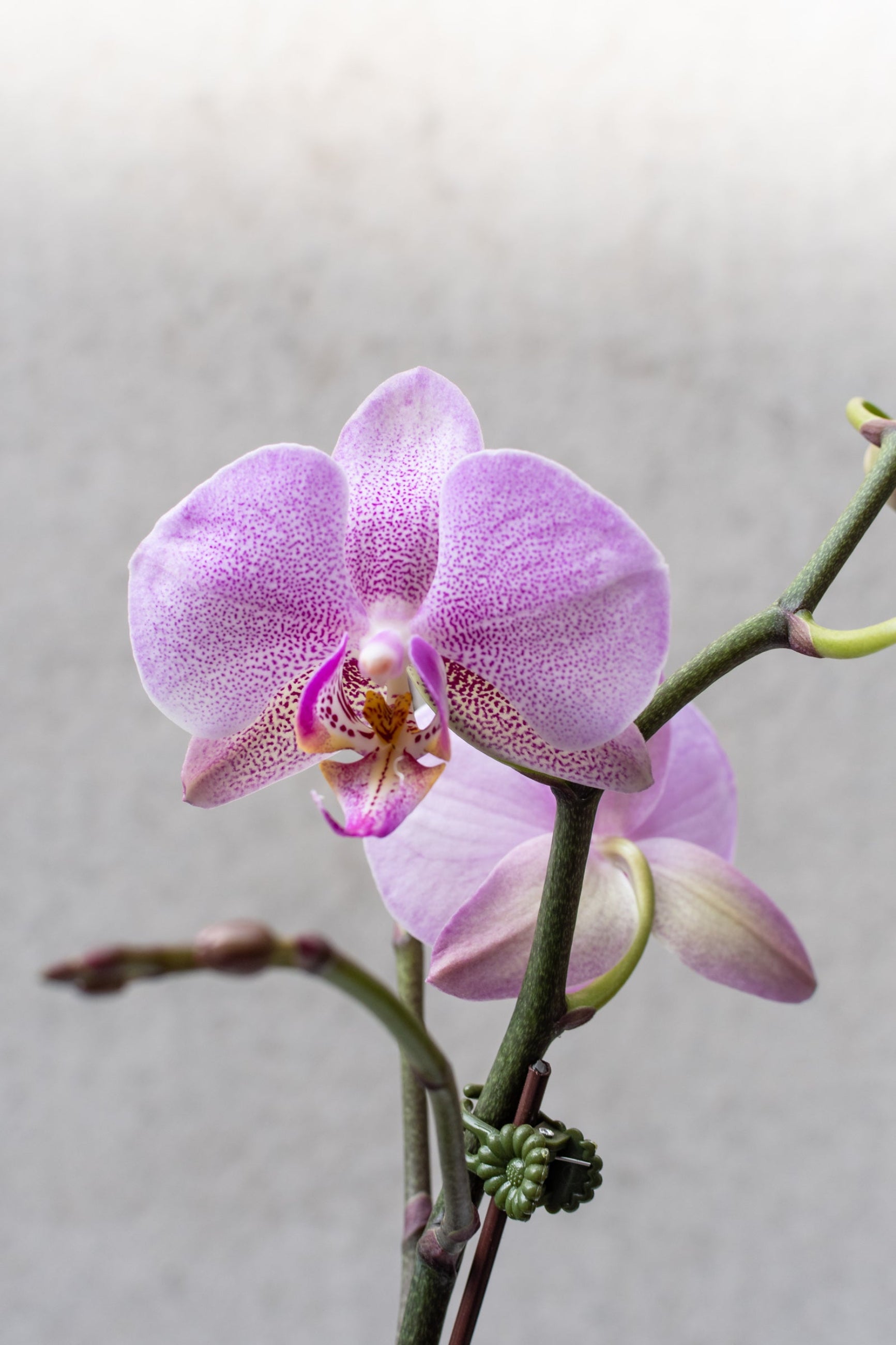 A light purple bloom on a Phalaenopsis orchid. ©Sprout Home