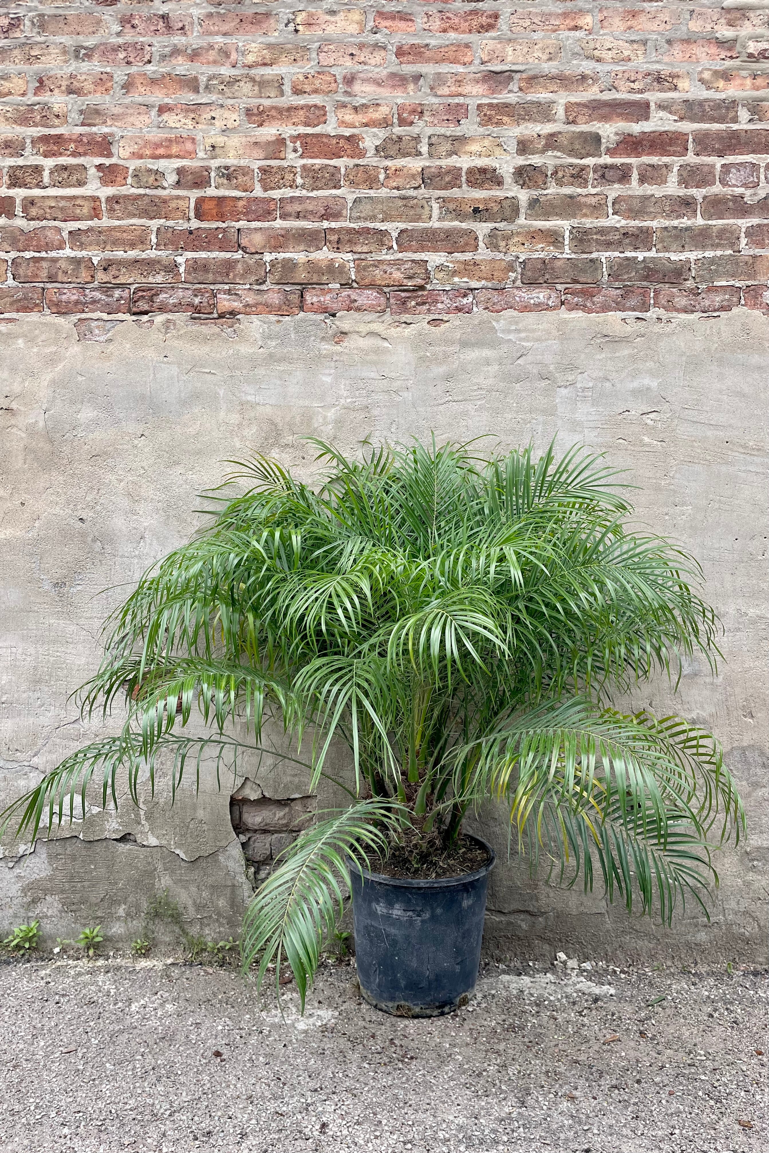 Phoenix roebelinii "Pygmy Date Palm" 14" black growers pot with green palm leaves against a grey wall