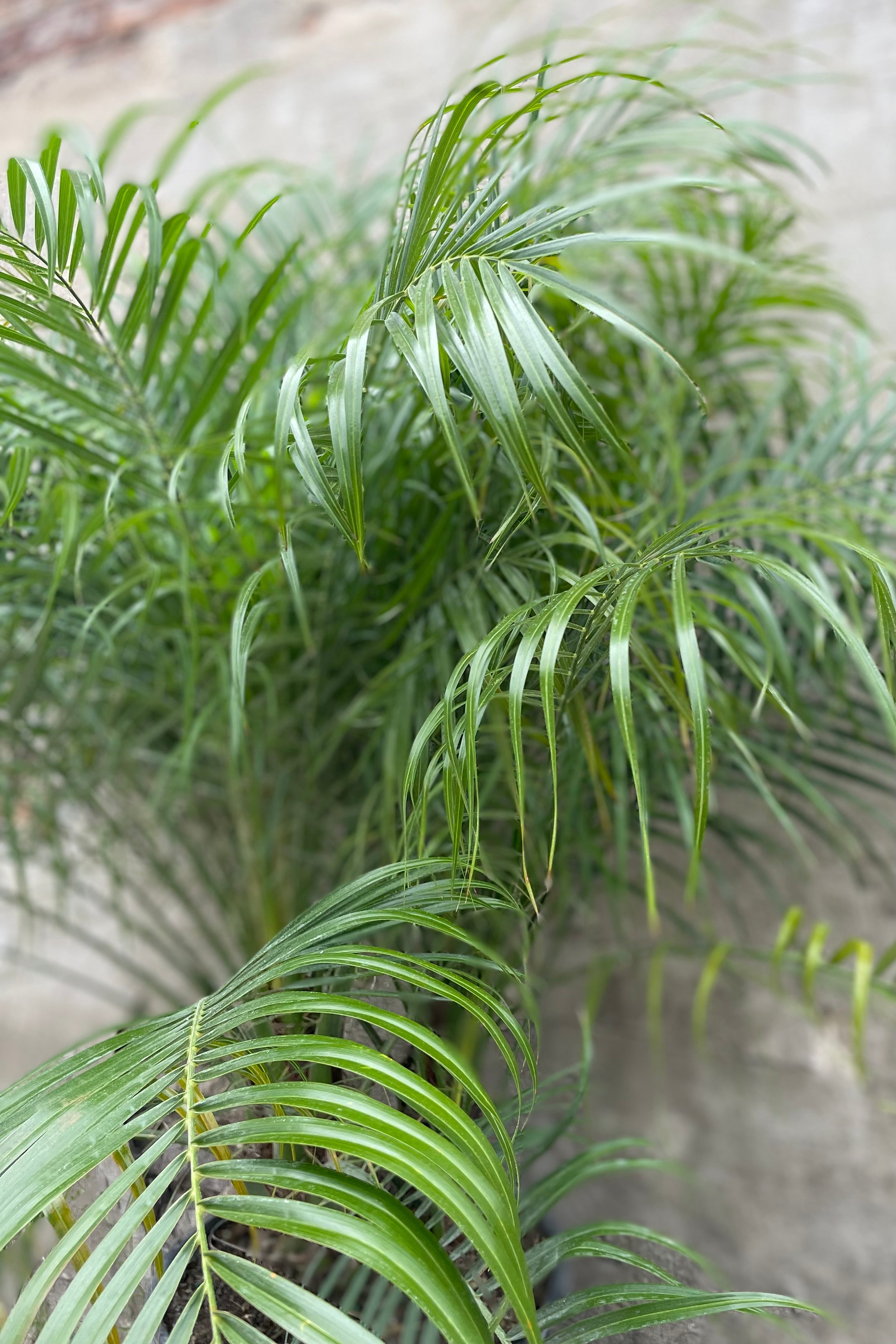 detail s of Phoenix roebelinii "Pygmy Date Palm" 14" green palm leaves against a grey wall