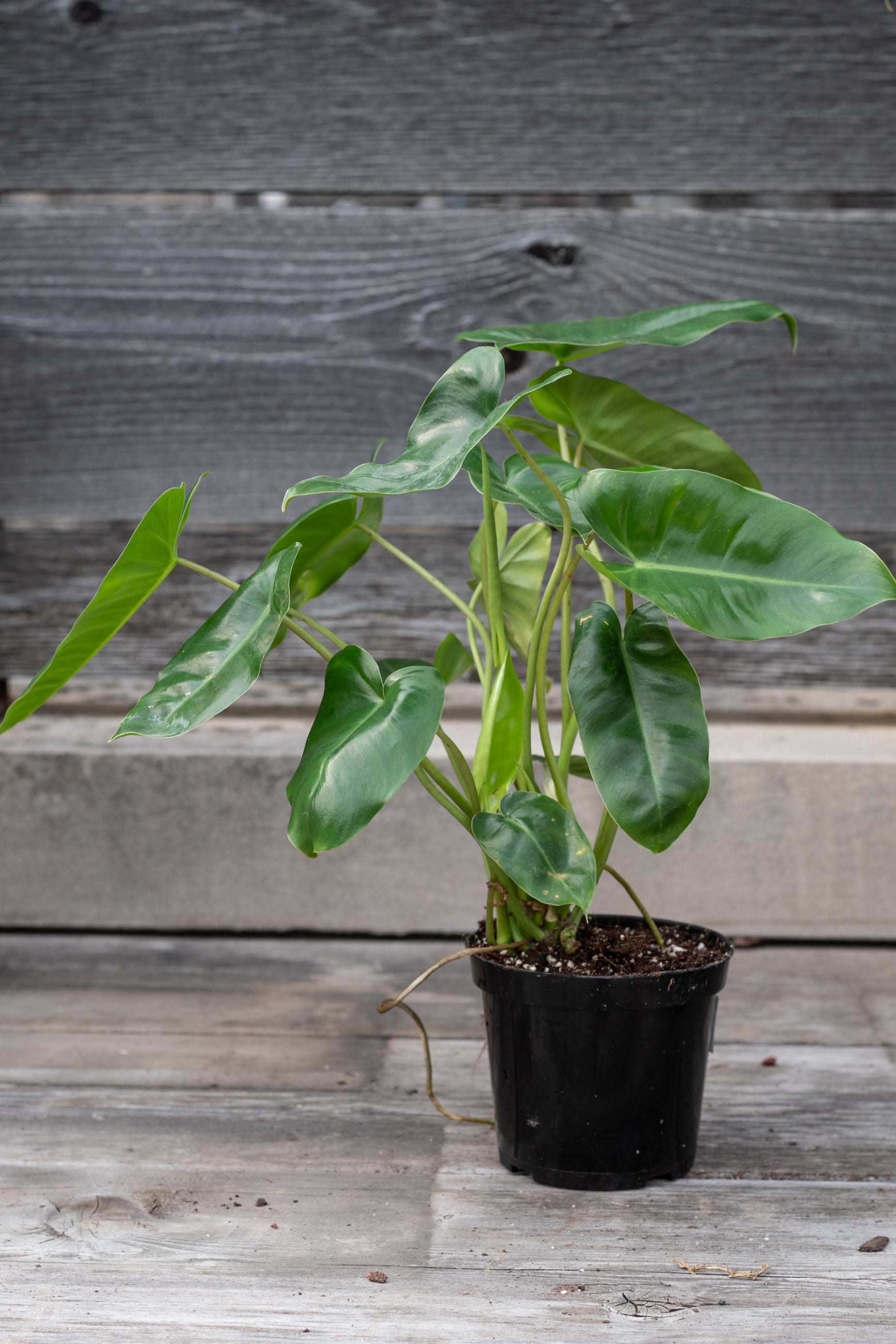 Burle Marx Philodendron in a 4" growers pot in front of a wood fence ©Sprout Home