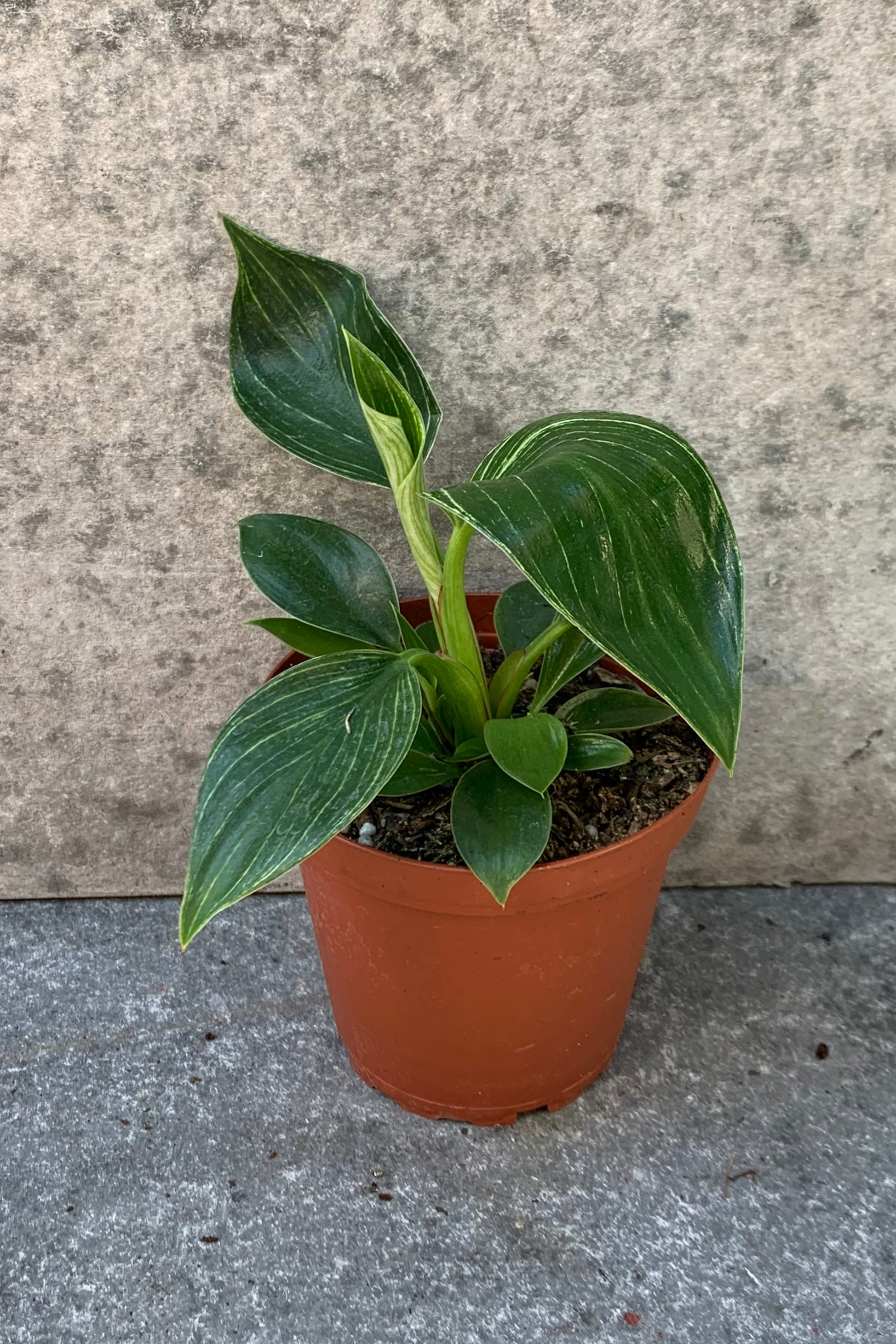 Philodendron 'Birkin' in a 4 inch pot.