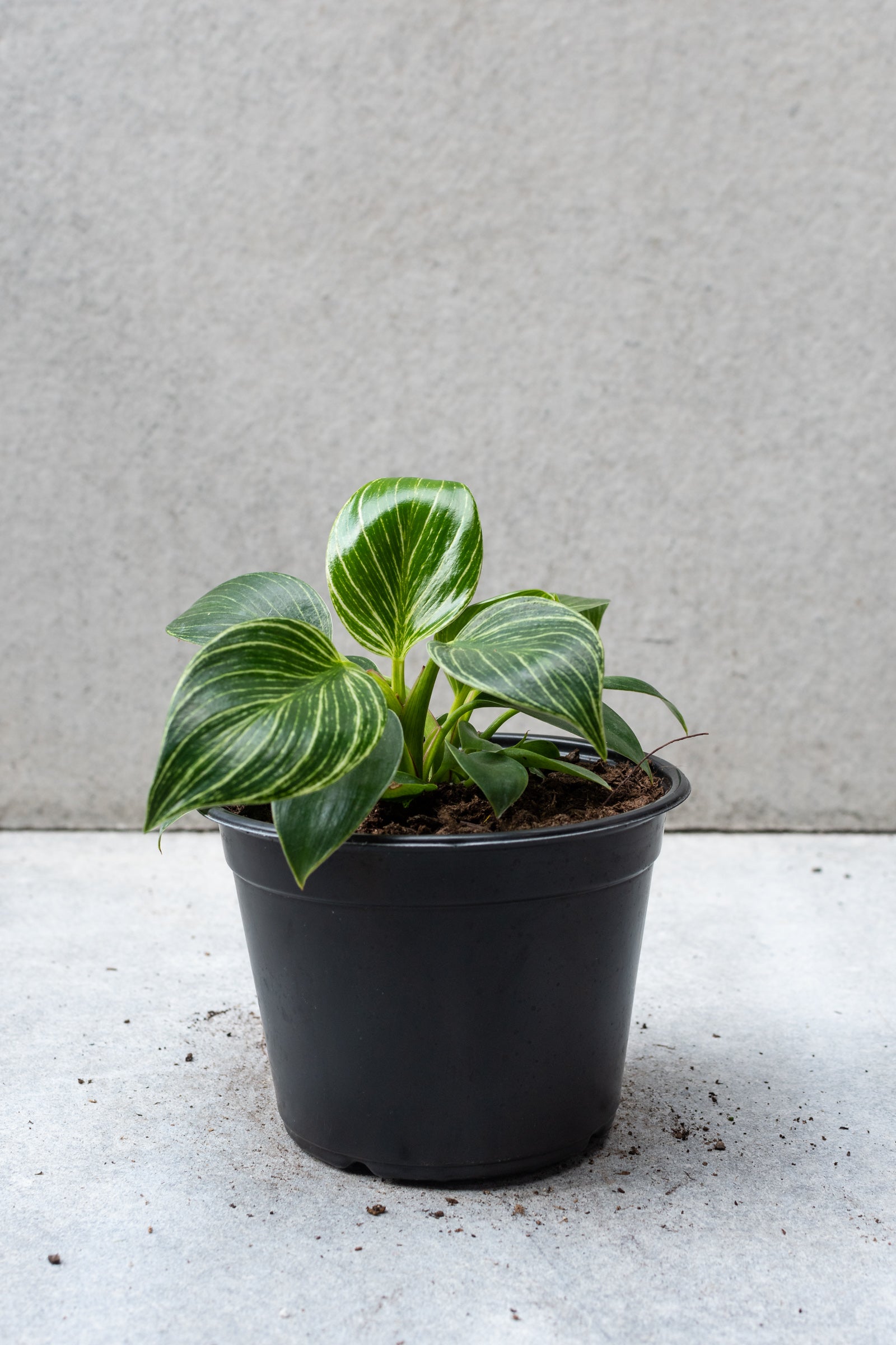 Philodendron 'Birkin' in a 6 inch growers pot. ©Sprout Home