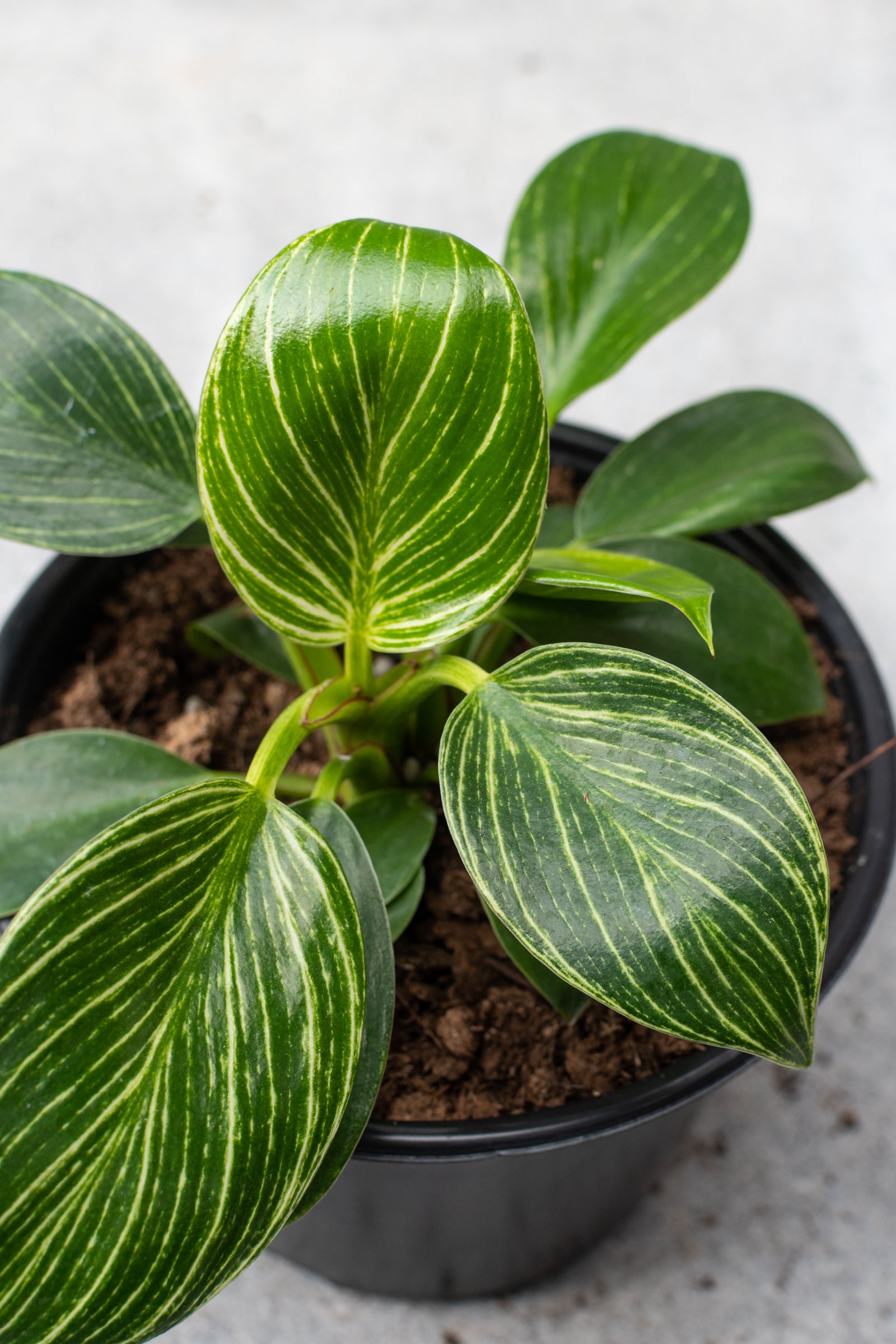 Philodendron 'Birkin' 6