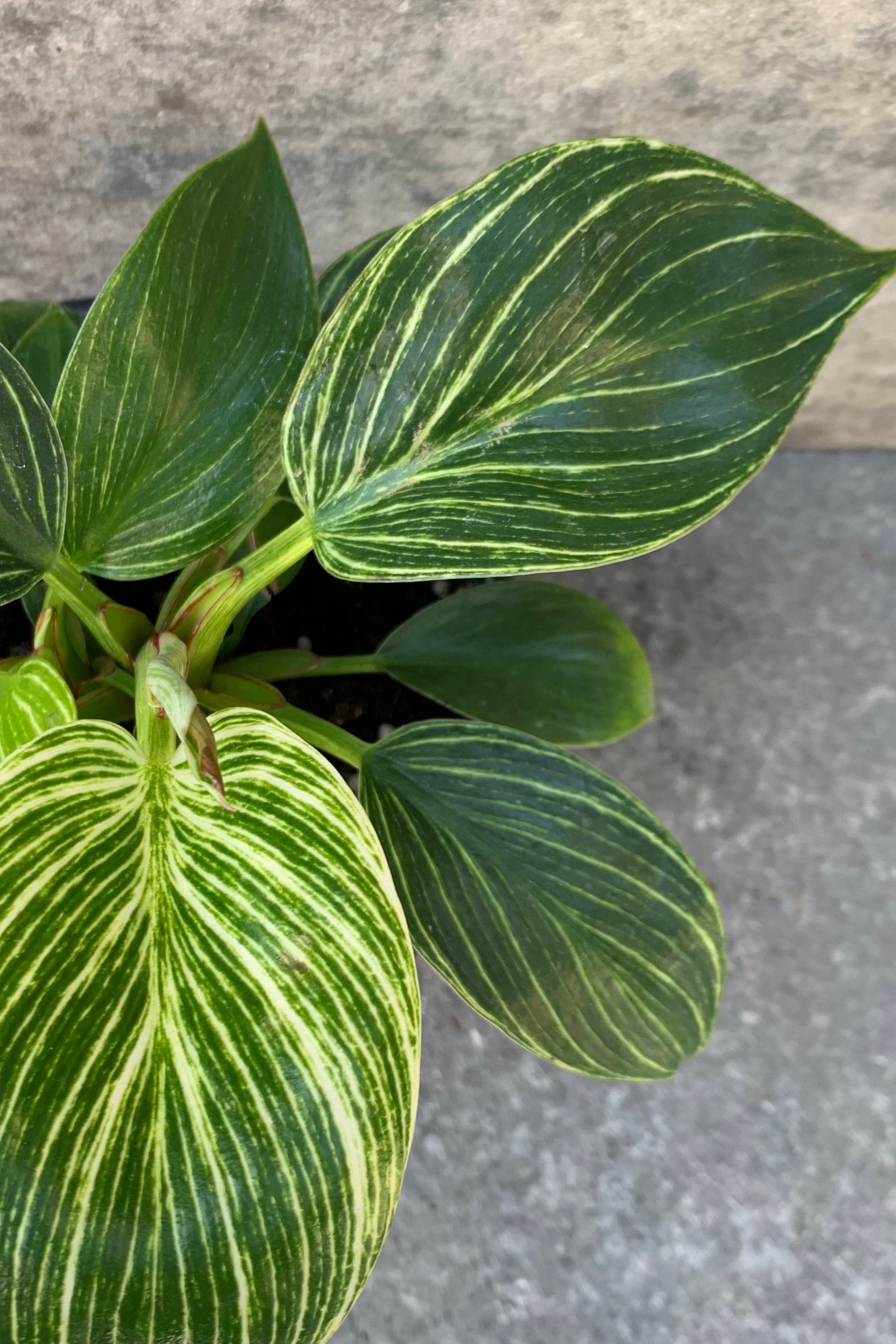 Philodendron 'Birkin" variegated leaves. ©Sprout Home