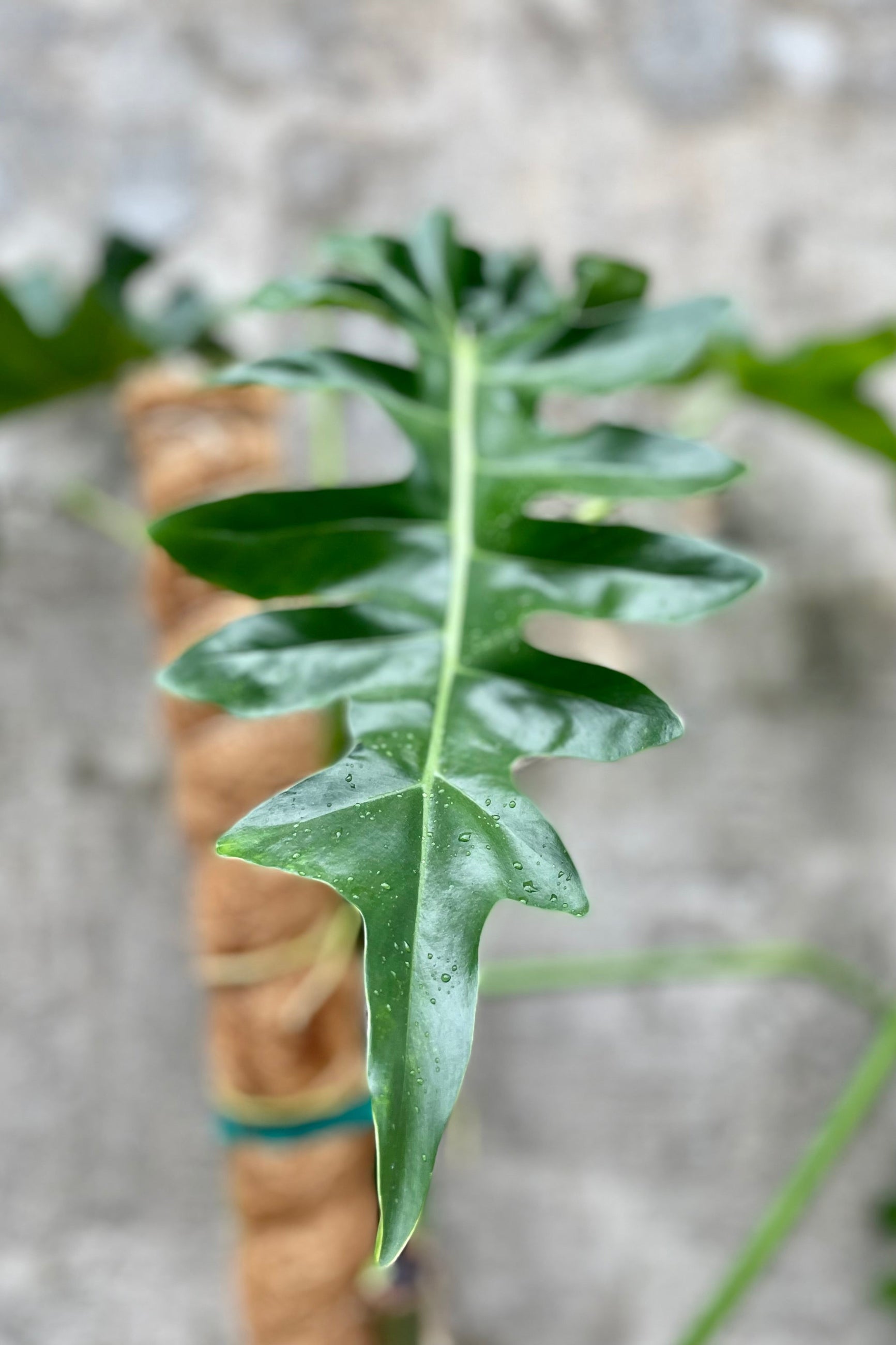 detail of Philodendron 'Bob Cee' 6" against a grey wall ©Sprout Home
