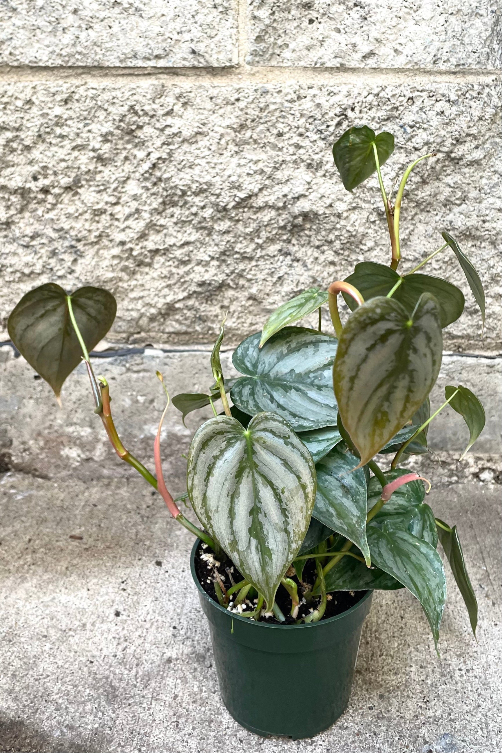 A full view of Philodendron brandtianum 4" in grow pot against concrete backdrop ©Sprout Home