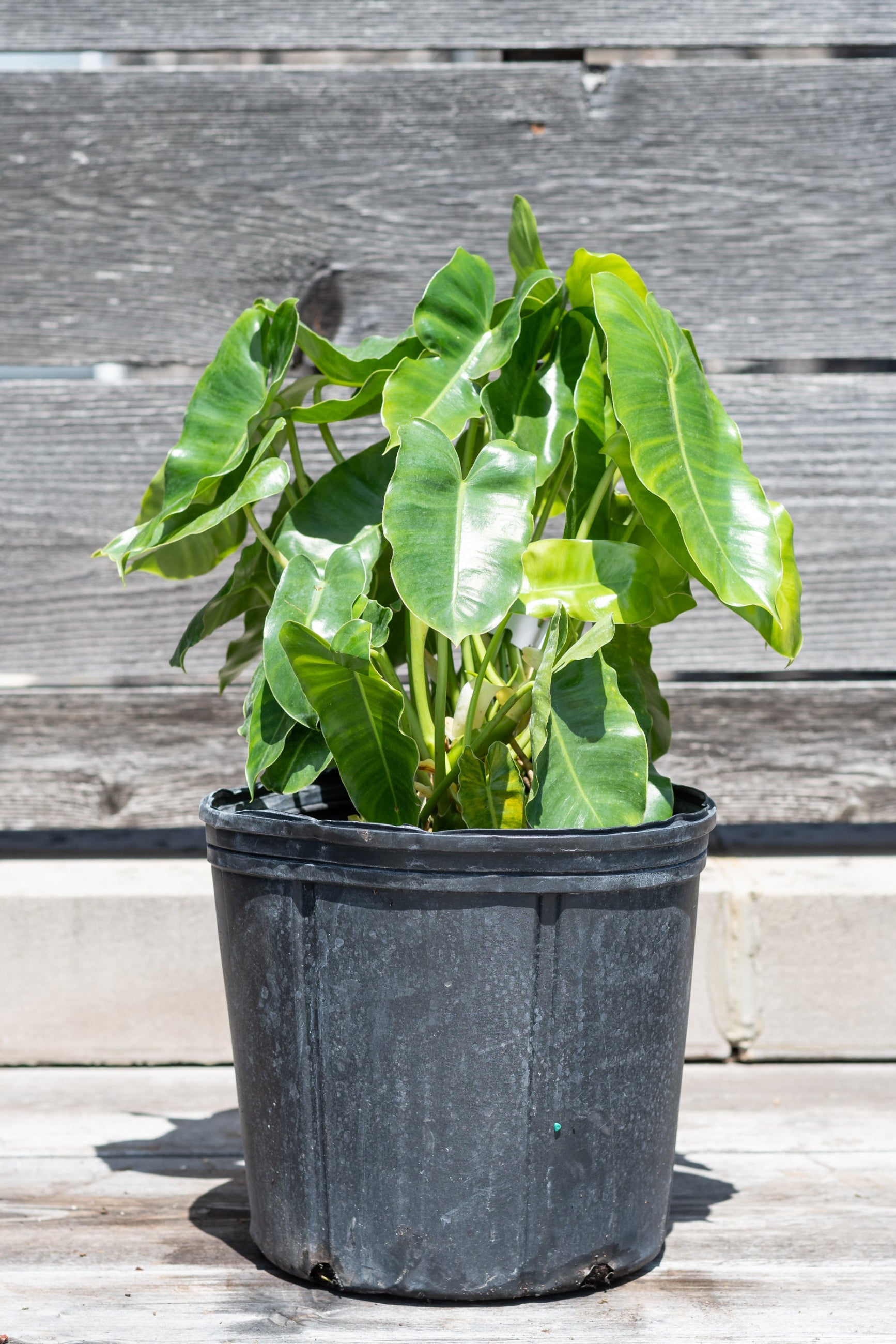 Philodendron 'Burle Marx' in grow pot in front of grey wood background ©Sprout Home