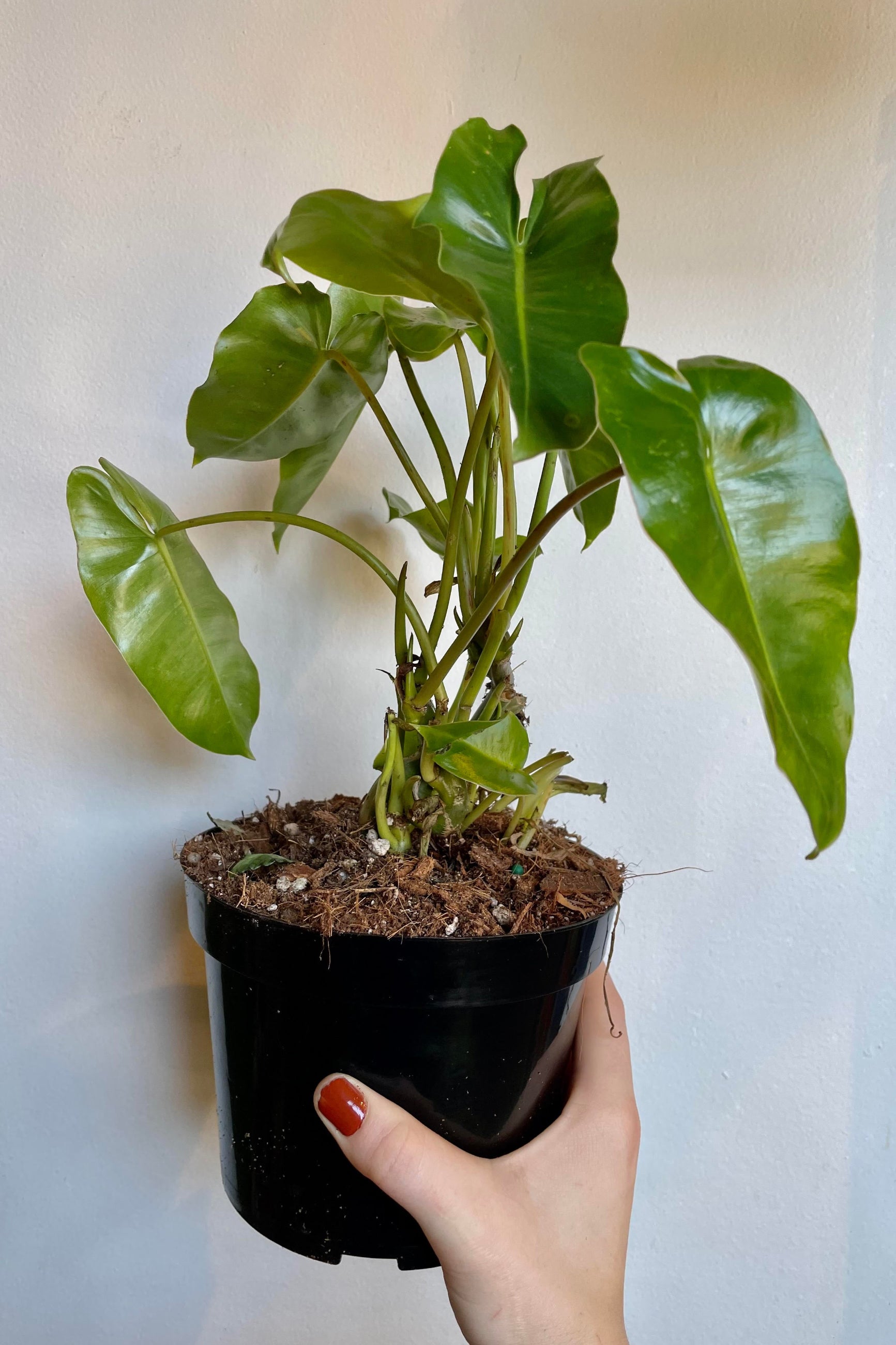 The Philodendron 'Burle Marx' 6" is held against a white backdrop ©Sprout Home