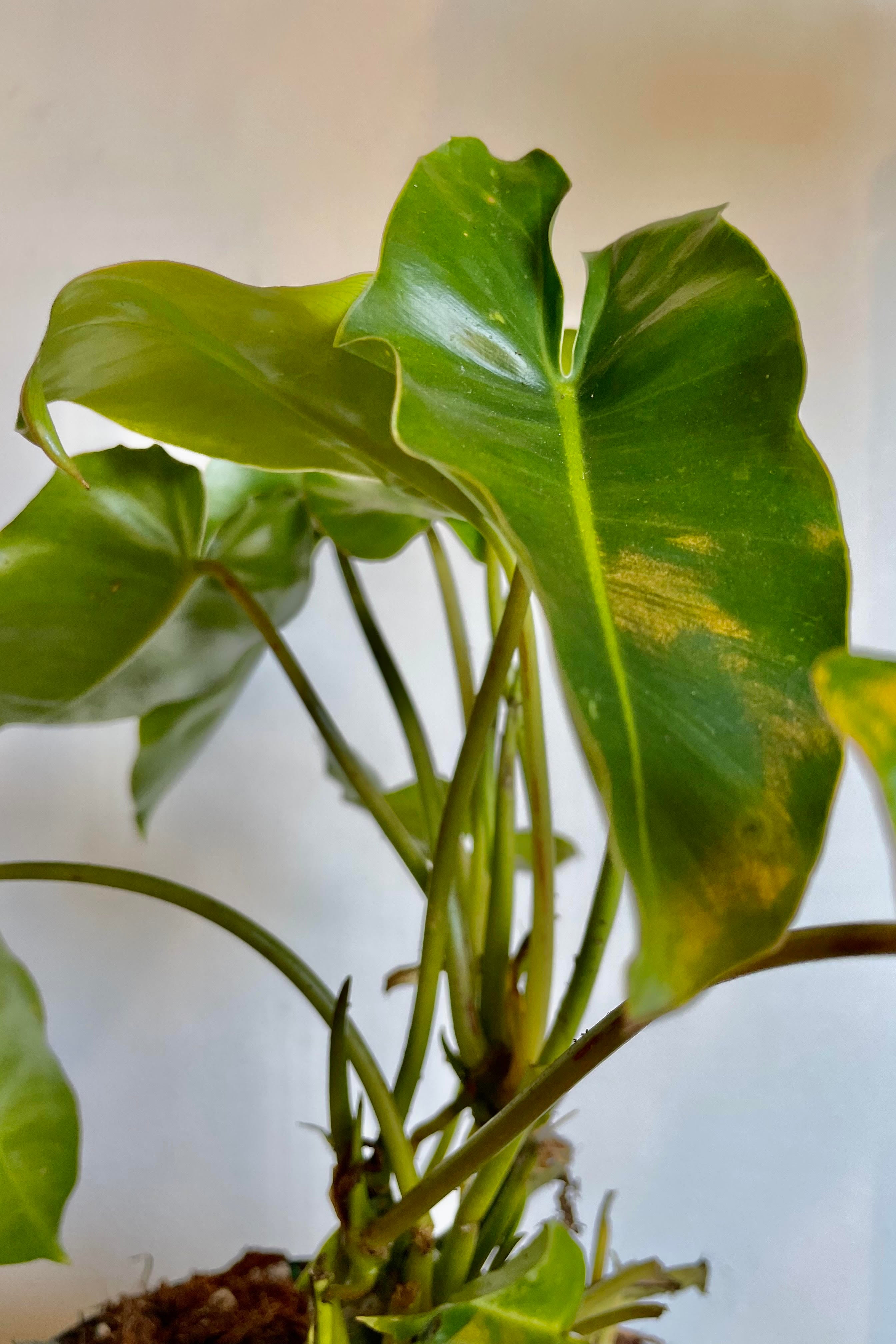 A detailed look at the Philodendron 'Burle Marx' 6"
