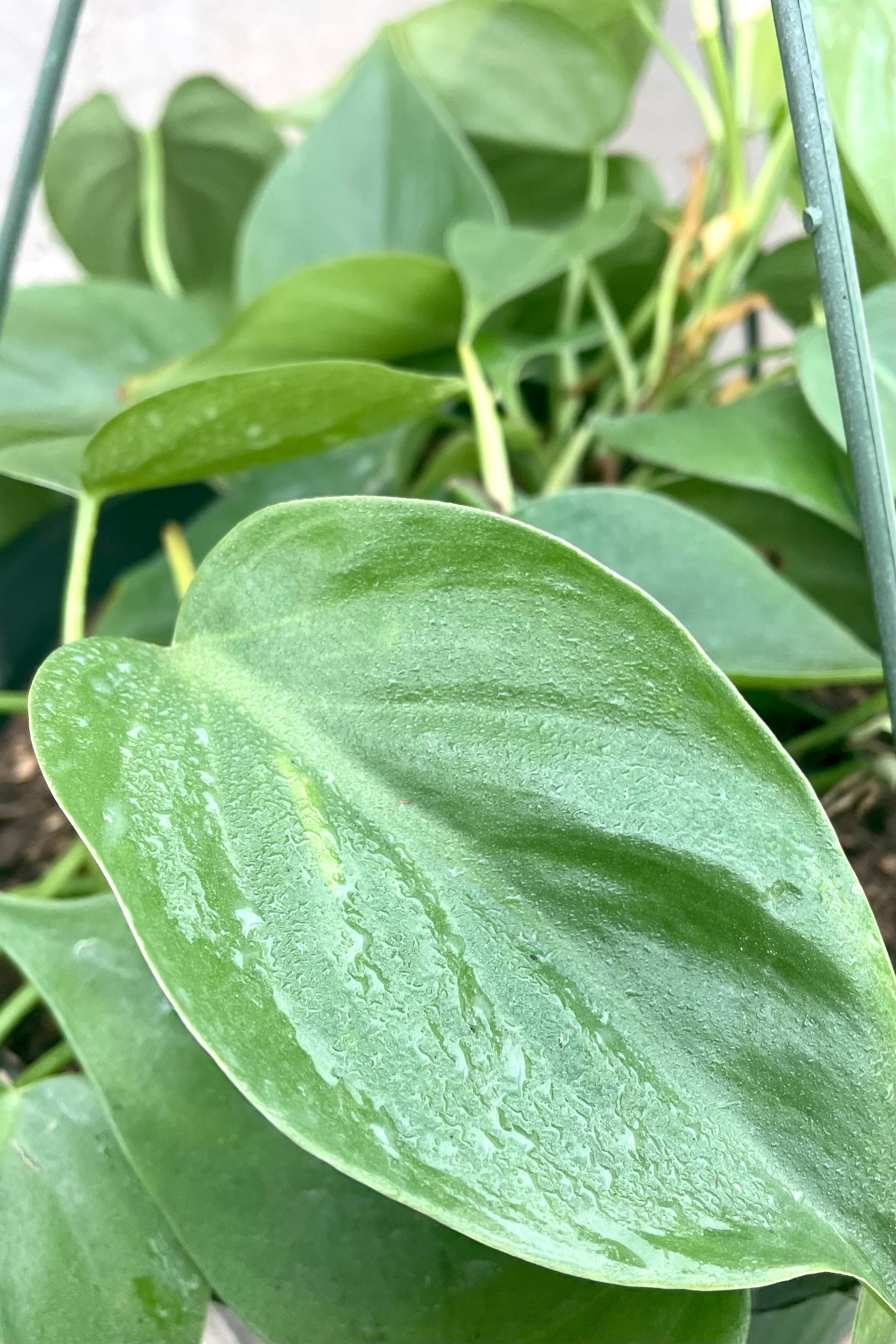 A detailed view of the leaves of the 10" hanging Philodendron cordatum