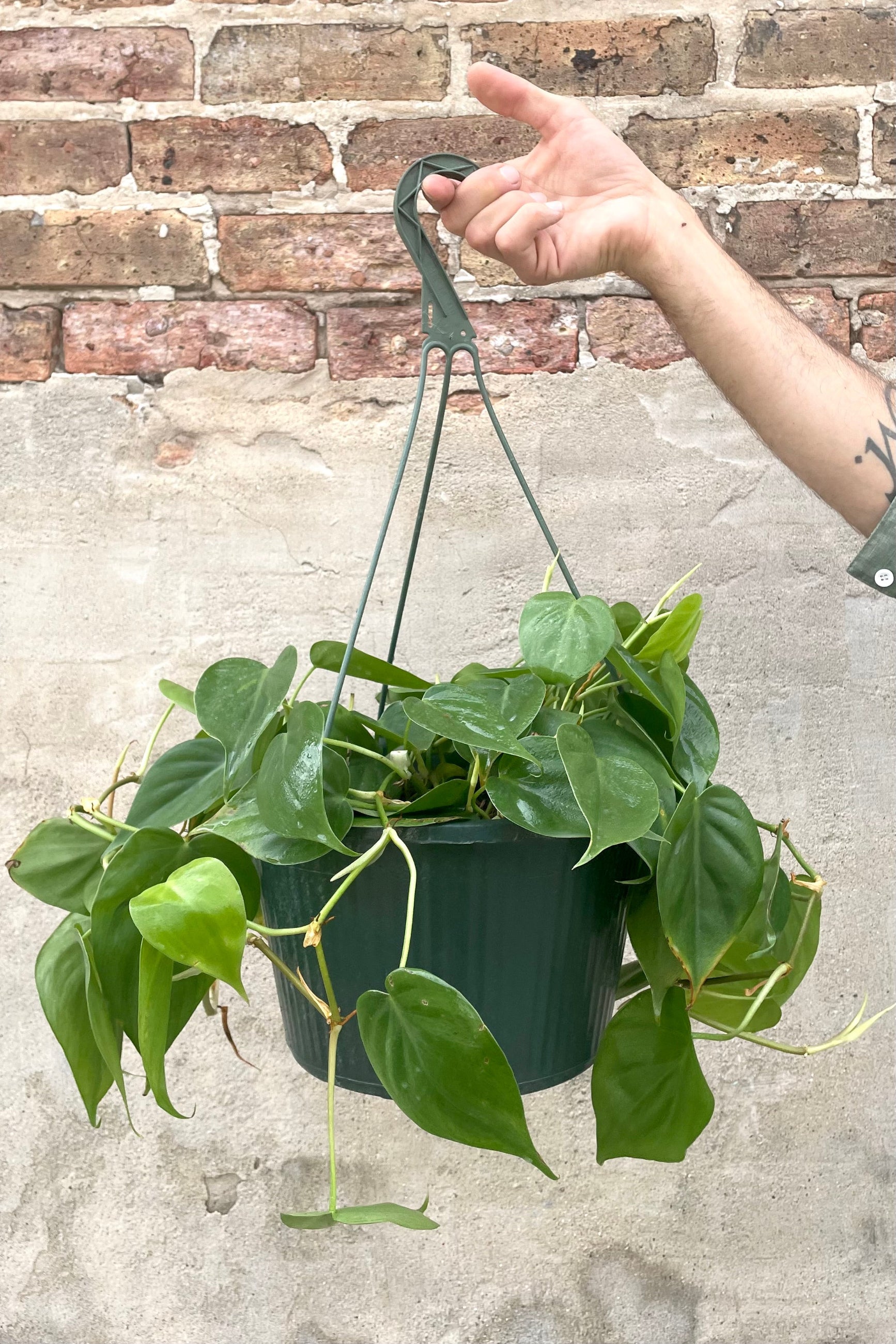 A frontal view of a hand holding up the 10" hanging Philodendron cordatum against a brick backdrop ©Sprout Home