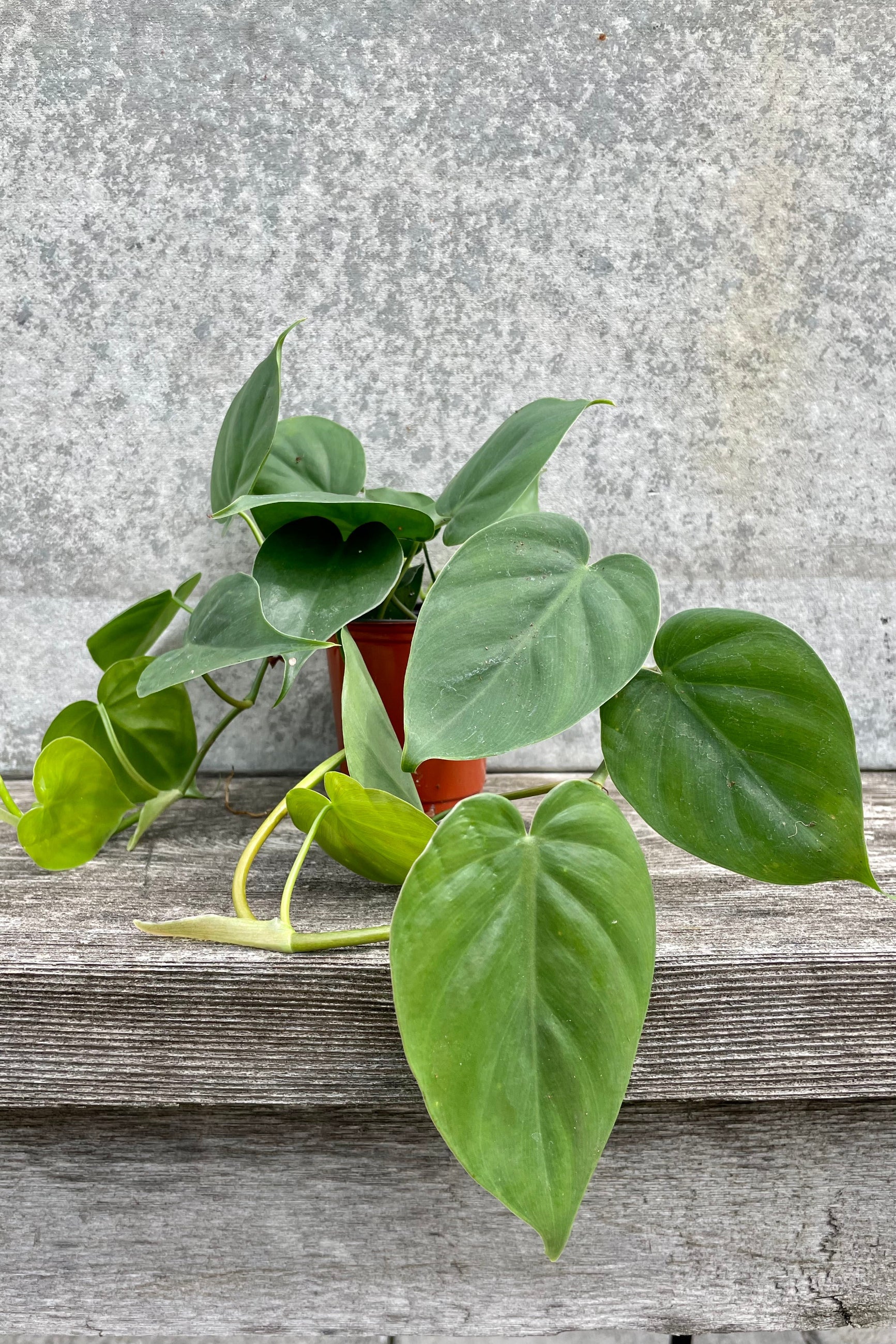 Philodendron cordatum 3.5" orange growers pot with vining leaves against a grey wall ©Sprout Home