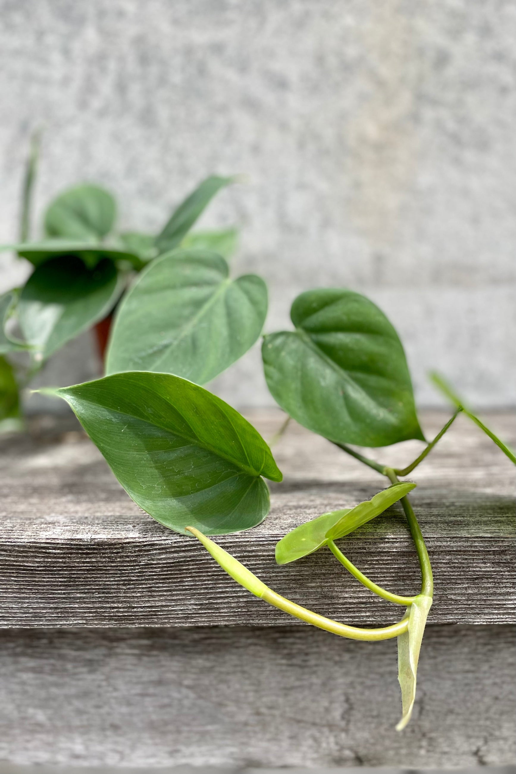 detail of Philodendron cordatum 3.5" vining leaves against a grey wall ©Sprout Home