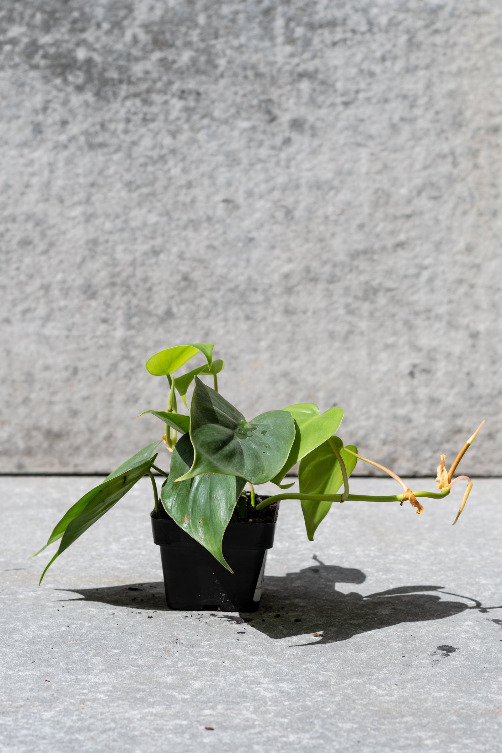 Philodendron cordatum plant in a 3" growers pot against a gray concrete wall ©Sprout Home
