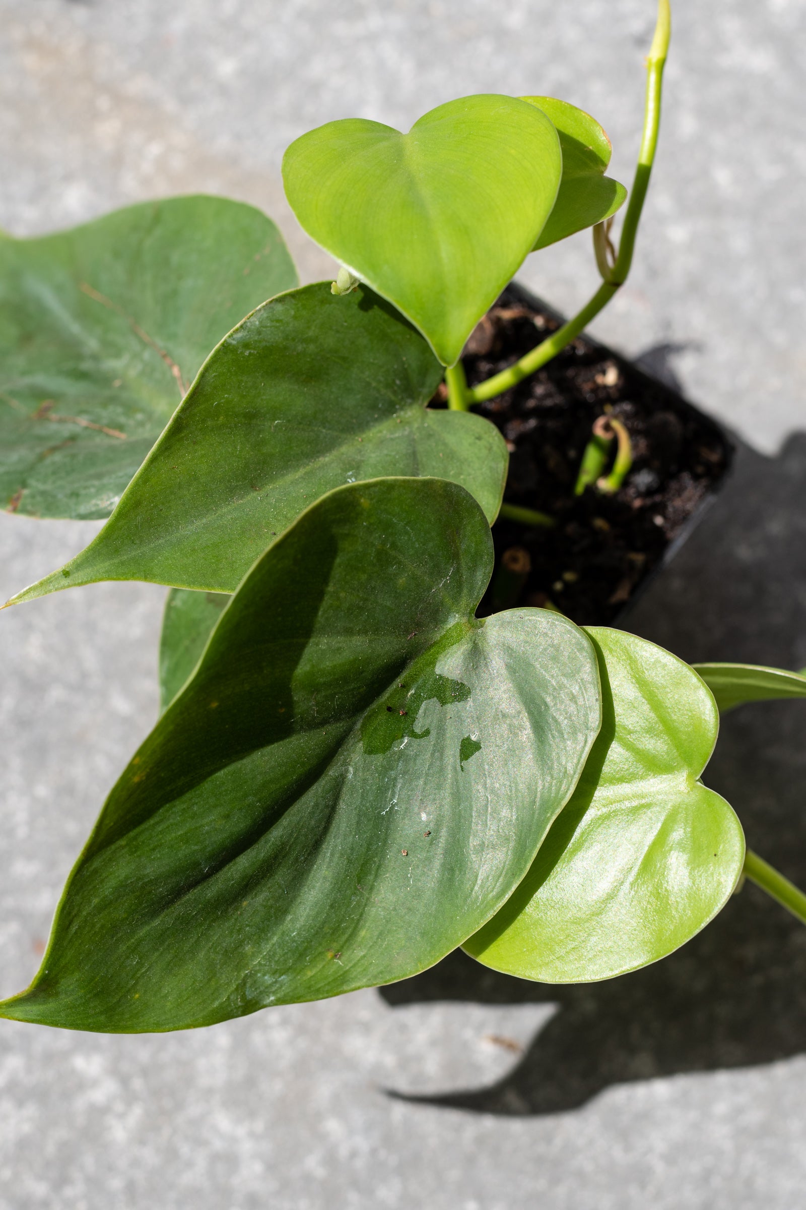 A potted Philodendron cordatum plant with dark green heart-shaped leaves that are trailing. ©Sprout Home