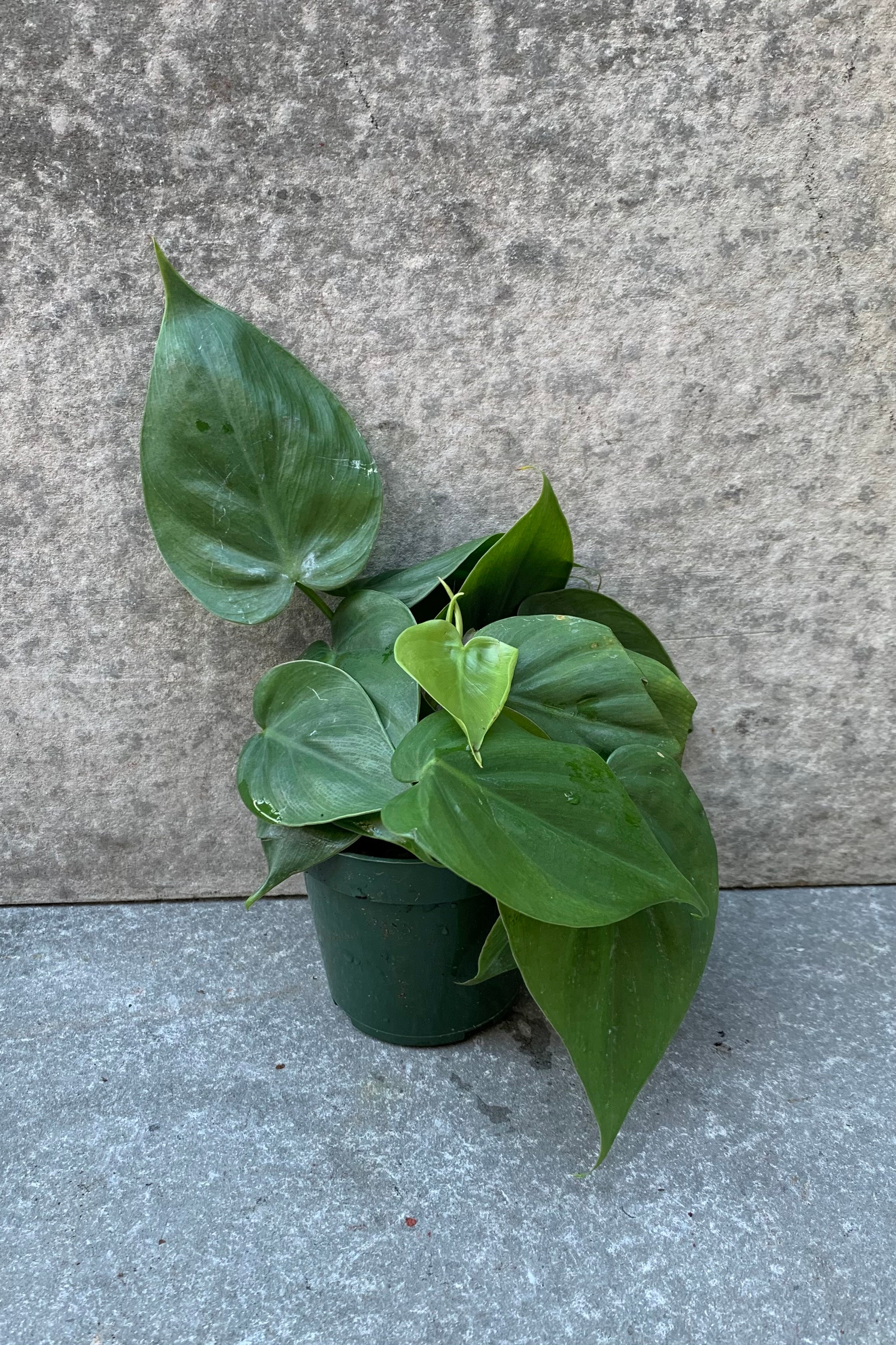 Philodendron cordatum plant in a 4 inch pot.