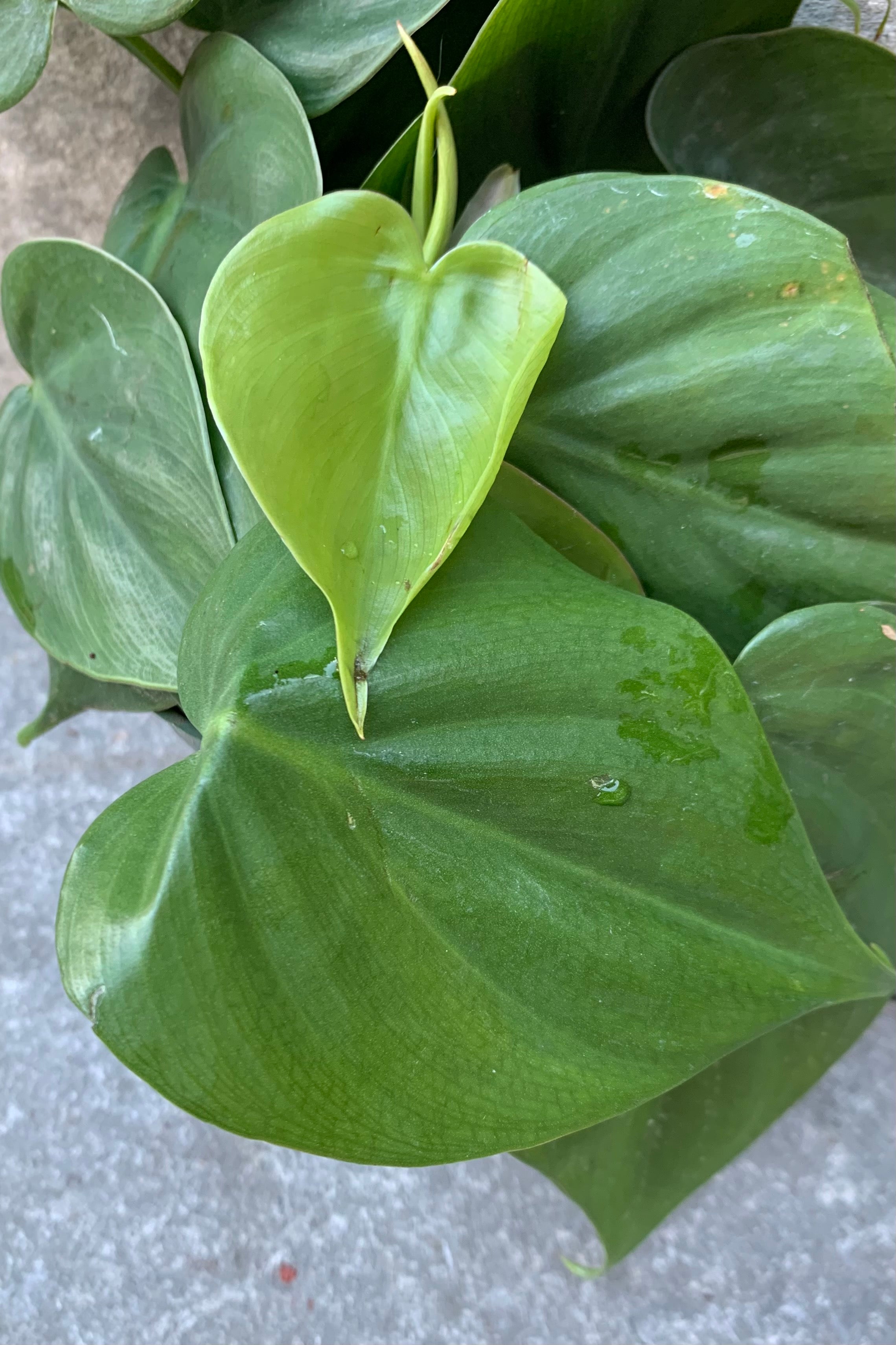 Detail picture of the leaves of the Philodendron cordatum.