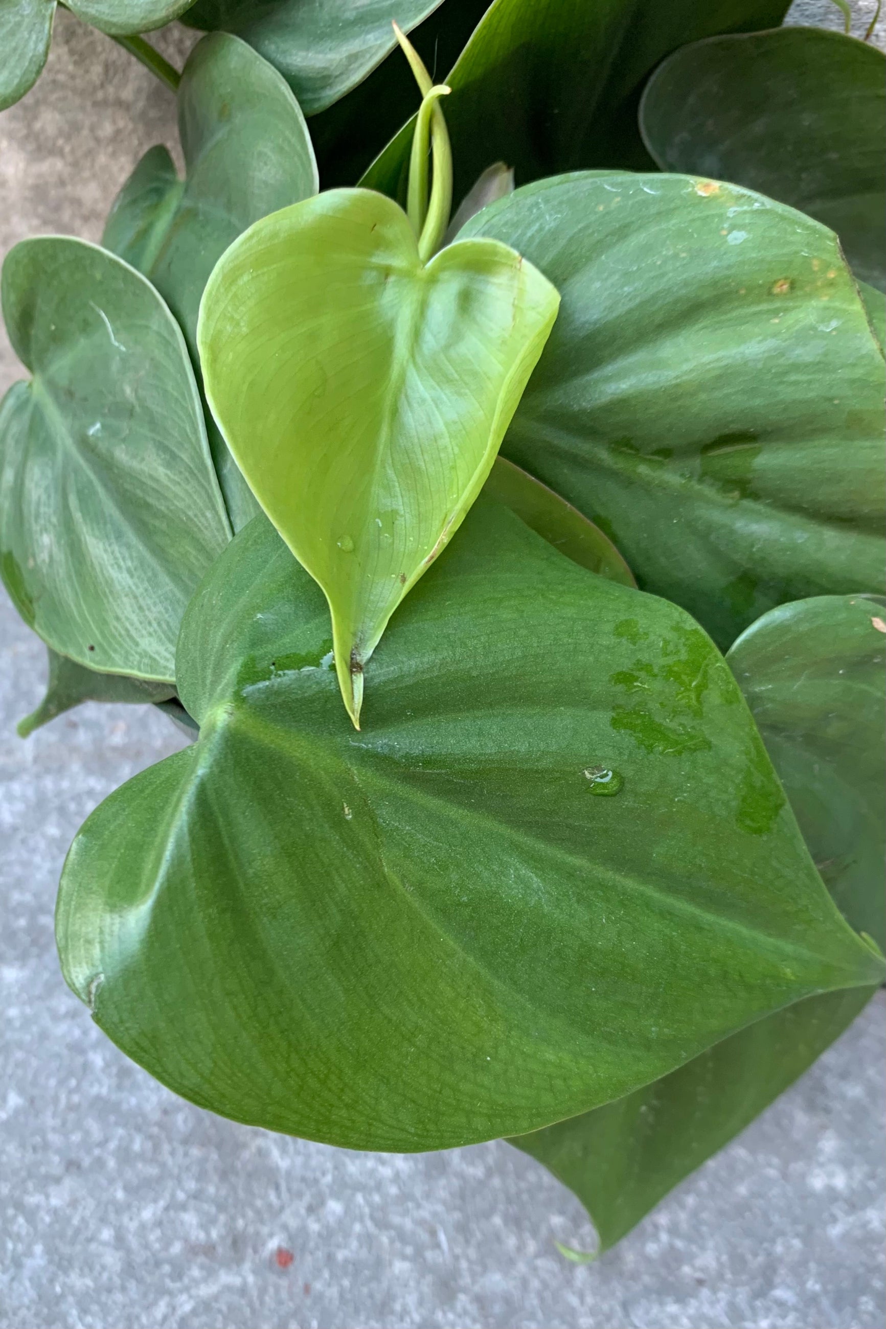 philodendron cordatum care Philodendron cordatum 4"