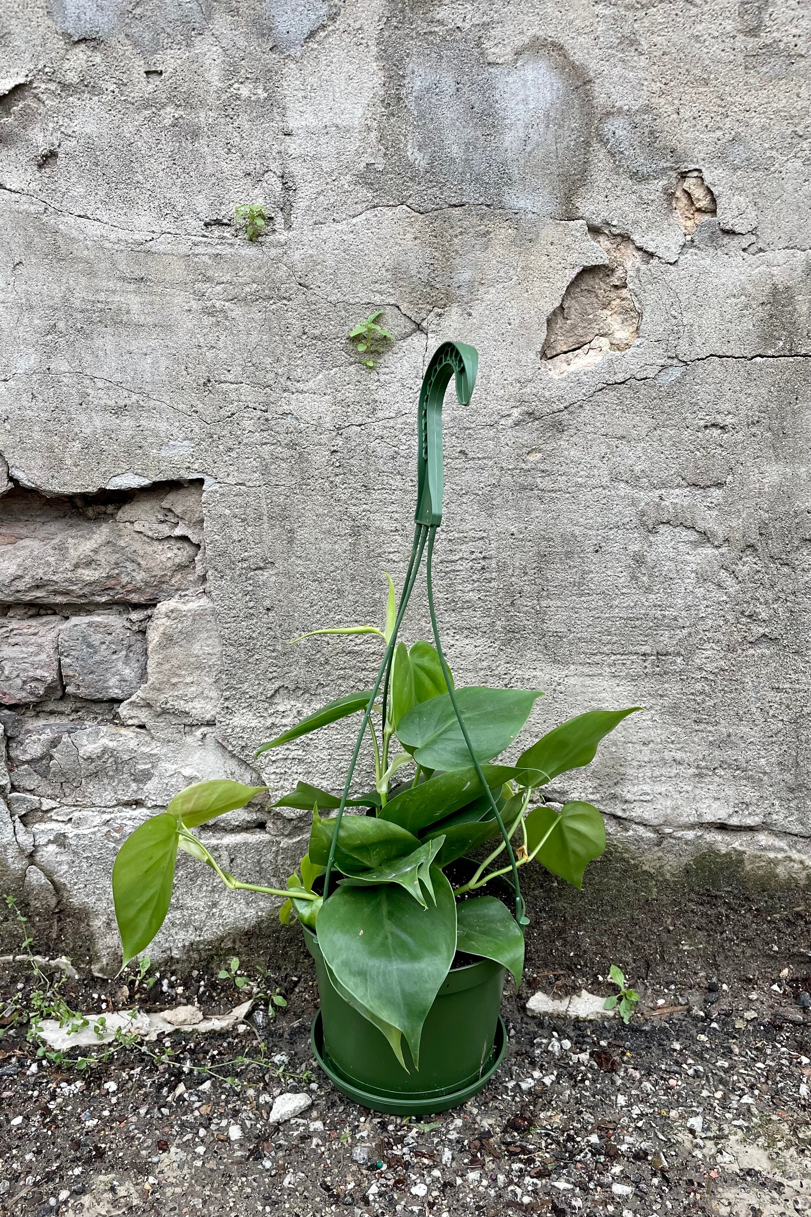 Philodendron cordatum 6" Hanging Basket